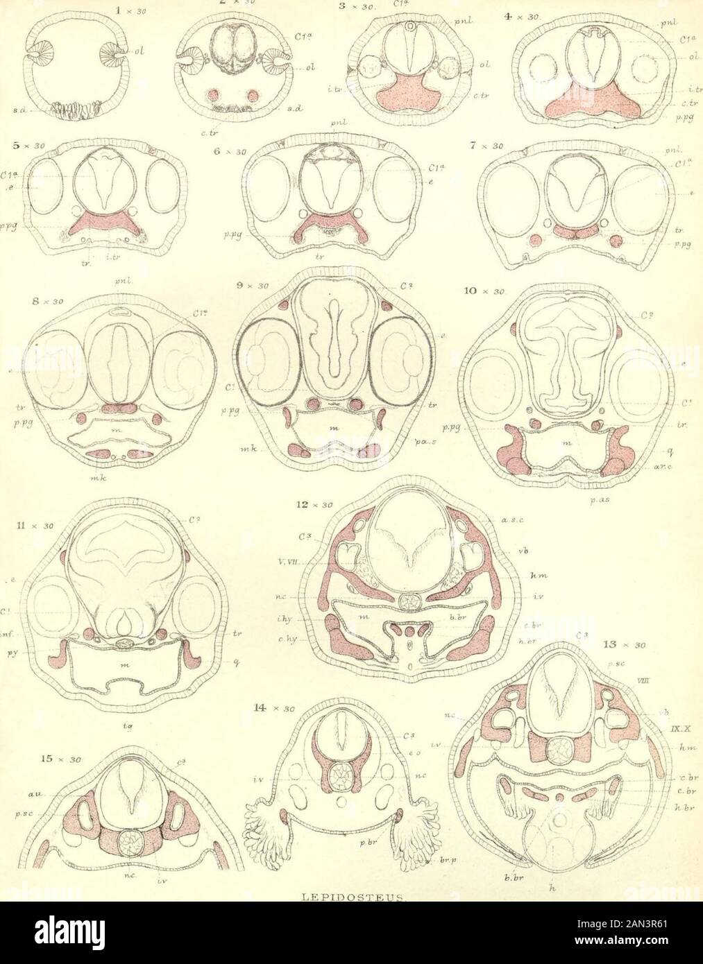 Über die Entwicklung der Schädel in Lepidosteus osseus . Stockfoto
