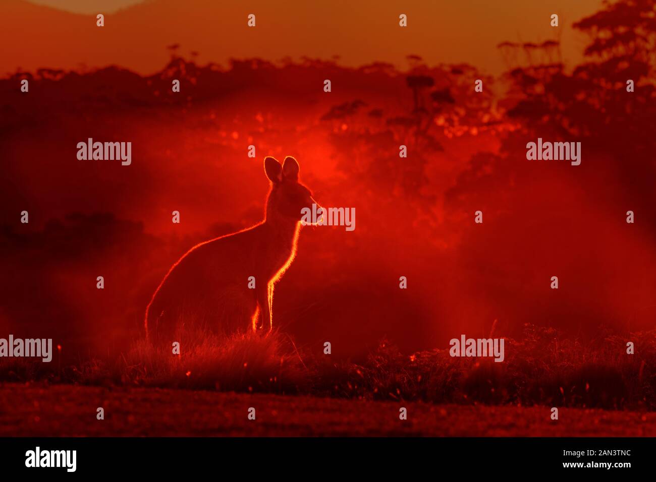 Macropus giganteus - Eastern Grey Kangaroo, in unmittelbarer Nähe zum Feuer in Australien. Brennende Wald in Australien. Stockfoto