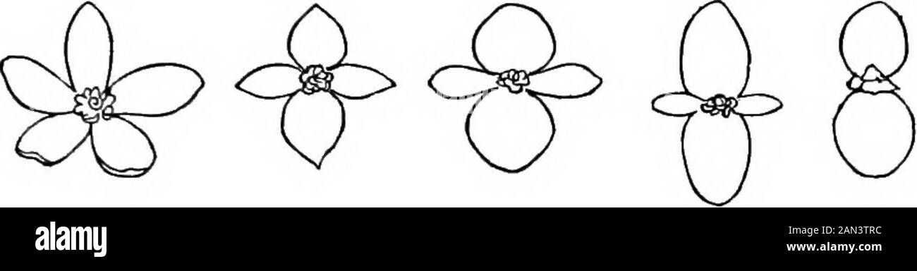 Die Prinzipien der Biologie . in ziemlich festen Haltungen; und in den anderen Fällen sind die Pädunkel sehr kurz, oder sonst steif genug, um allgemeine Gleichförmigkeit in den Positionen zu werfen. Einige der markierten Typen sind in den Abbildungen dargestellt. 234 bis 241. SS4 2,3 S 2,3 e SSY Z3S ^3S ^40 S4] Sehr lehrreiche Beweise hier treffen uns. Manchmal finden wir mit den Grenzen einer Gattung radiale Blumen, Bilateralblumen und Blumen von Zwischencharakteren. Die GenusBegonia kann instanziert sein. In B. rigida die Blumen, Variois DIE FORMEN DER BLUMEN. 15X in ihrer Haltung, sind in ihrer auffälligeren Eigenschaft radial: Th Stockfoto