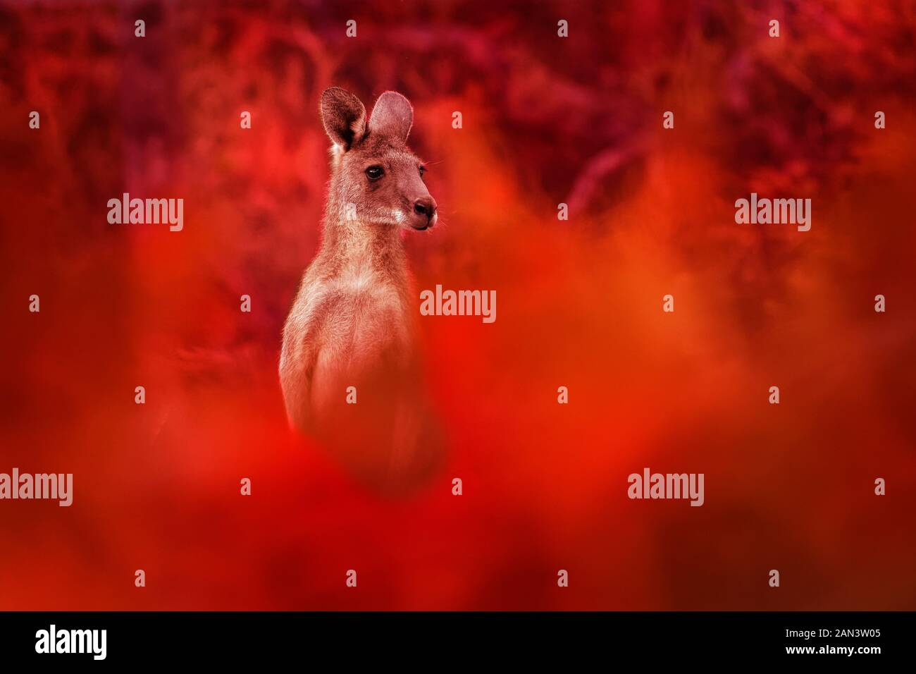 Macropus giganteus - Eastern Grey Kangaroo, in unmittelbarer Nähe zum Feuer in Australien. Brennende Wald in Australien. Stockfoto