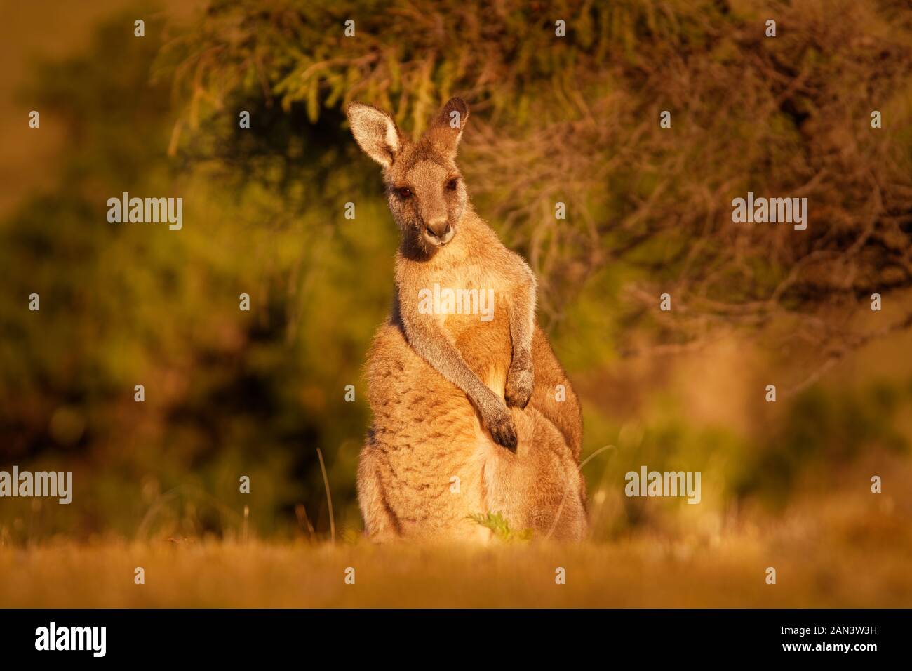 Macropus giganteus - Eastern Grey Kangaroo Beuteltier im östlichen Drittel der Australien gefunden, mit einer Bevölkerung von mehreren Millionen. Es ist auch bekannt als Th Stockfoto