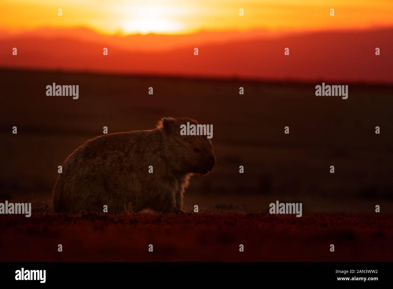 Gemeinsamer Wombat - Vombatus ursinus in der tasmanischen Landschaft in Australien, Klettern auf Eucaluptus, während das Feuer auf den Hintergrund. Brennender Wald im Aus Stockfoto