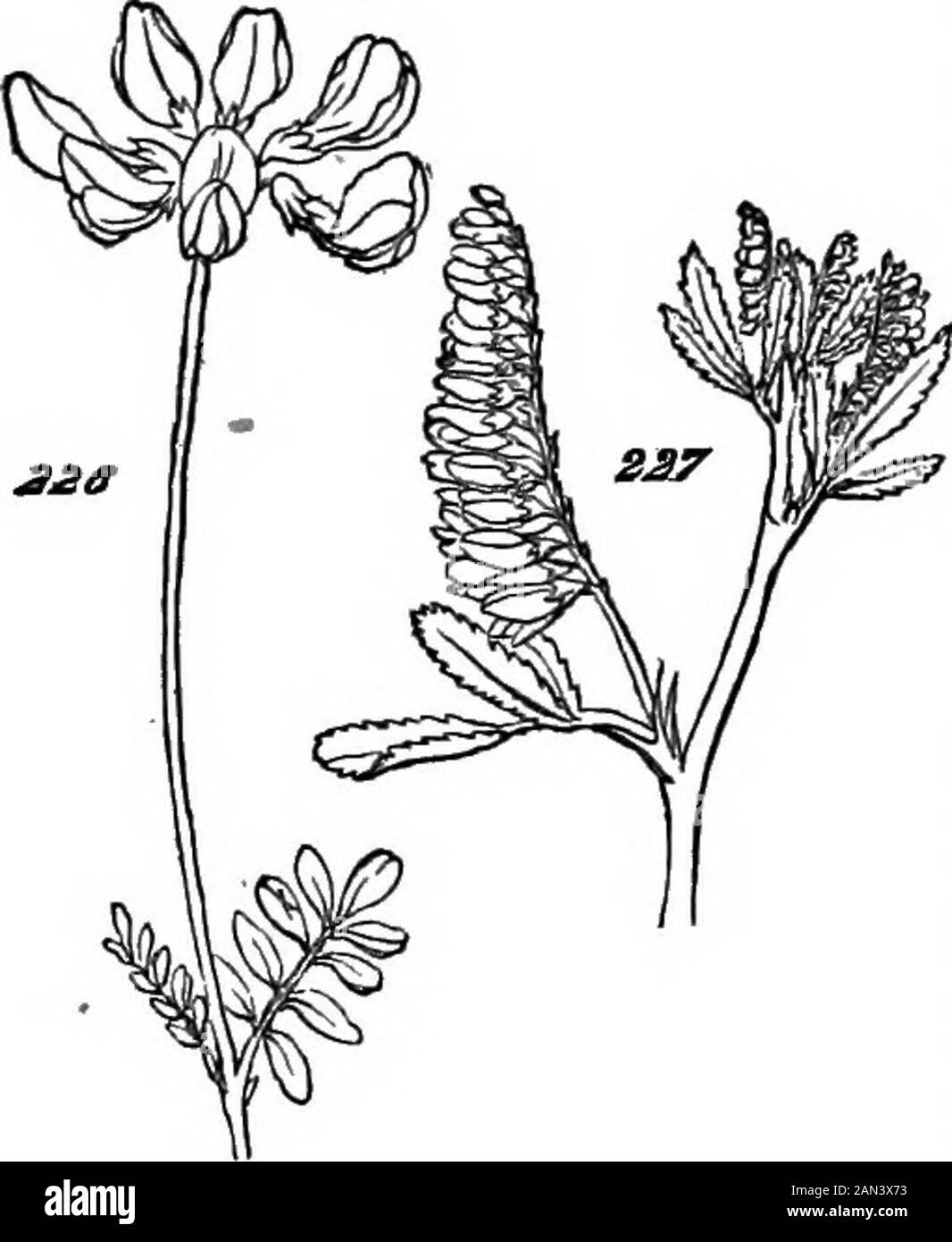 Die Prinzipien der Biologie . l Tatsachen, die die Formsvon Blumensträuben respektieren, abgesehen von den Formen der Blumen sie selbst. Zwei gutmütige Arten von LeguminoscB werden dazu dienen, zu zeigen, wie die Mitglieder von Clustern in einem allseitigen Mann-Nenner oder auf beidseitiger Art verteilt sind, so wie die Zirkumstanzare auf Au-Seiten gleich oder gleich auf nur zwei Seiten. In Hippd-crepis, dargestellt in Abb. 226, die am Ende eines senkrechten Stammes wachsenden Blumen, sind arranedrund und radial symmetrisch.Kontrariös in Melilotus, Abb. 227, wo die achselständigen Stemmungen der Blumen in Bezug auf das m^i aufgesauht sind Stockfoto