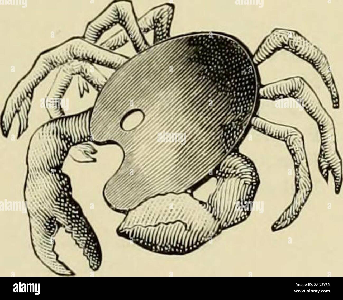 Lackierung: Eine Bedienungsanleitung mit vollständiger Beschreibung aller erforderlichen Materialien. . Grün aus Grünstein. Kobaltgrün. Tiefverchromt Grün. GREVS.Neutral Tint. Neutrales Grau, Mineralgrau. Celadon. Rot. Verbrannte Karmine. Ruby Purple.Purple Lake. Deep Purple.Crimson Lake. Crimson Purple. Magenta. Violett Nr. 2 oder zwei Drittel Carmine Nr. 3; ein Drittel Tief Ultramarin; ein Touch von Ruby Purple. Venetian Rot. Capuciue Rot. Mars Rot. Nelke Tief. Rose Madder mit Weiß. Die Carmines. WIE MAN MALT. 121 CHINESISCHE MALEREI - Fortsetzung. LACROIX-FARBTISCH-FORTSETZUNG. GELÄUT. Lemon YeCiow. Gelb 47 von Sevres Witz Stockfoto