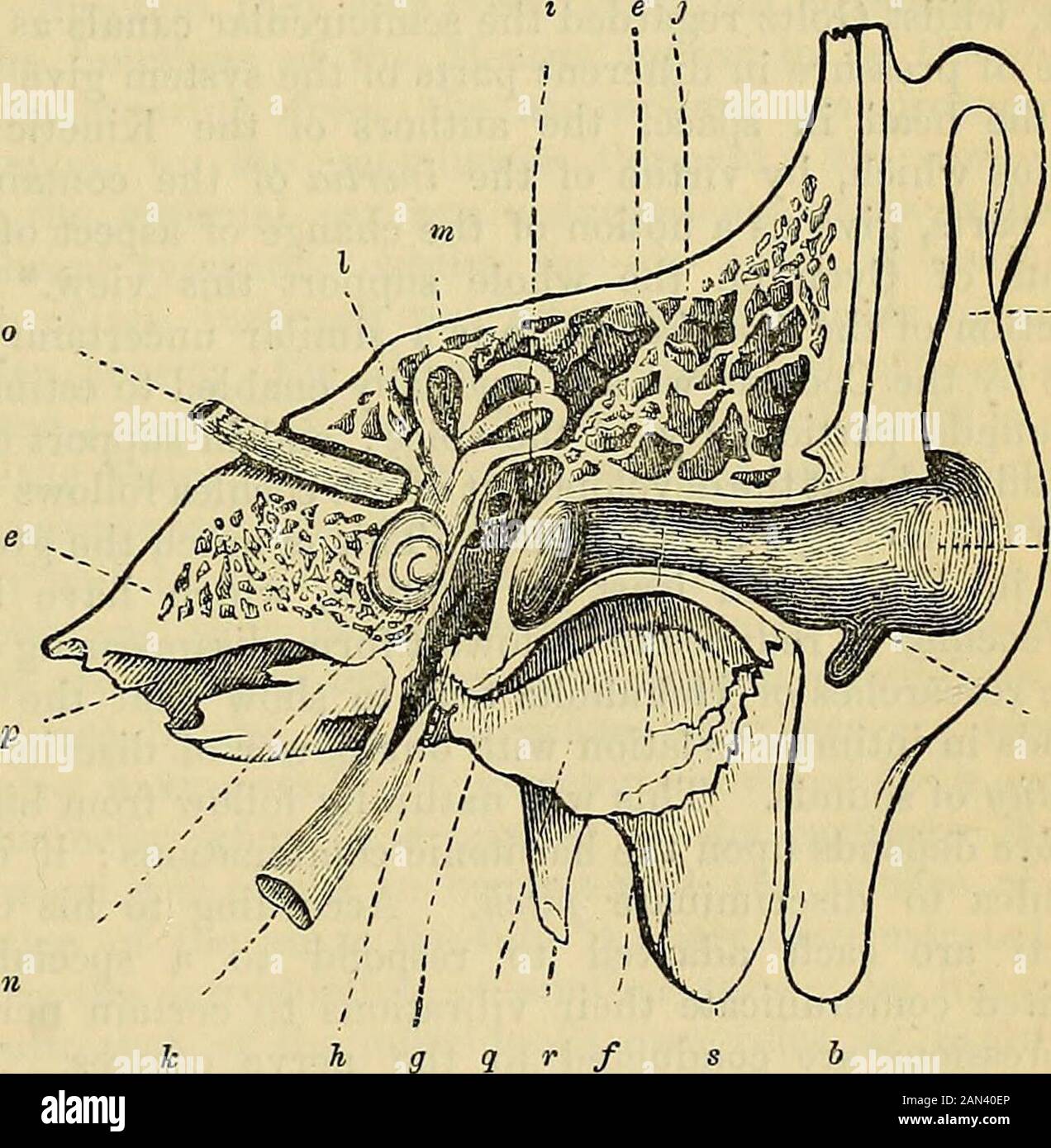 Carpenter's Prinzipien der menschlichen Physiologie . HE membrana