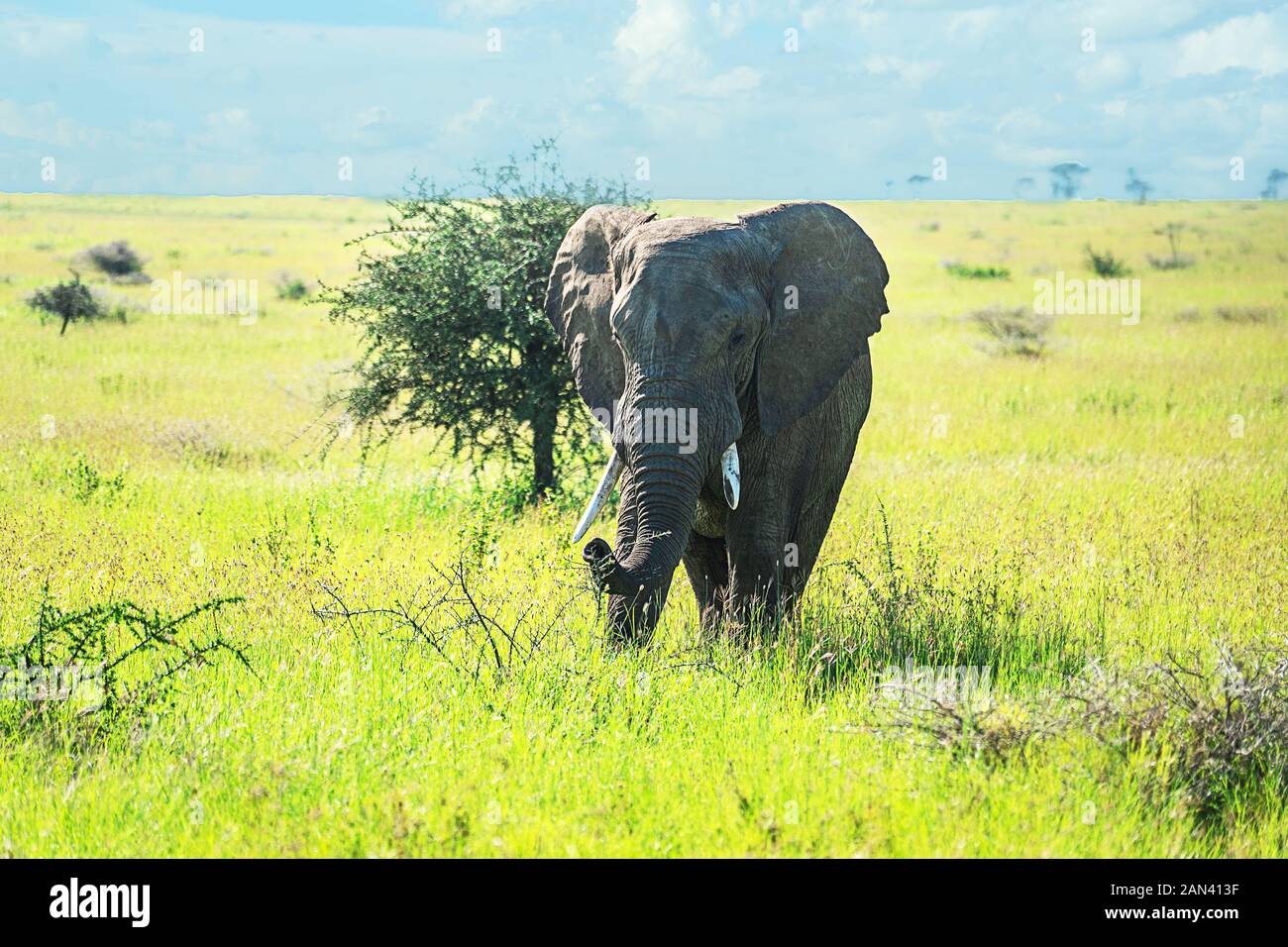 Wilde afrikanische Elefanten auf der Afrikanischen Savanne. Touristen auf Safari in Afrika. Stockfoto