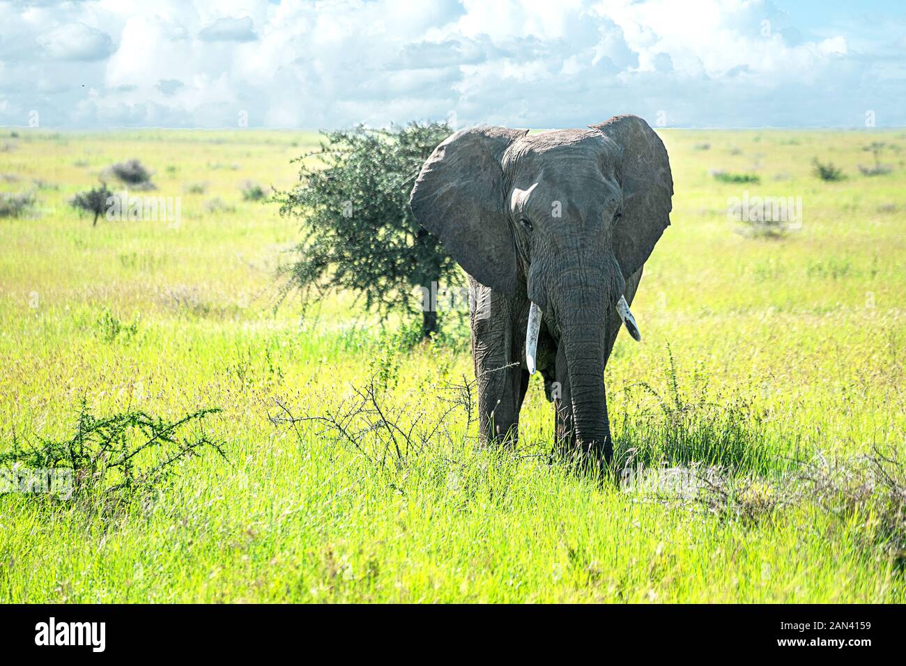 Wilde afrikanische Elefanten auf der Afrikanischen Savanne. Touristen auf Safari in Afrika. Stockfoto