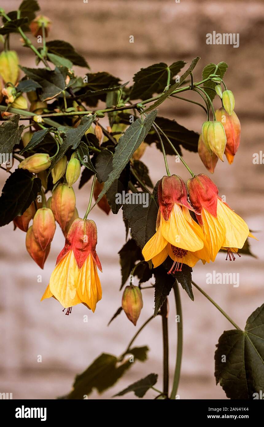 Nahaufnahme von Abutilon Kentish Belle mit gelben Blüten.Ein sich ausbreitender immergrüner Strauch, der den ganzen Sommer über blüht und frosthart ist. Stockfoto