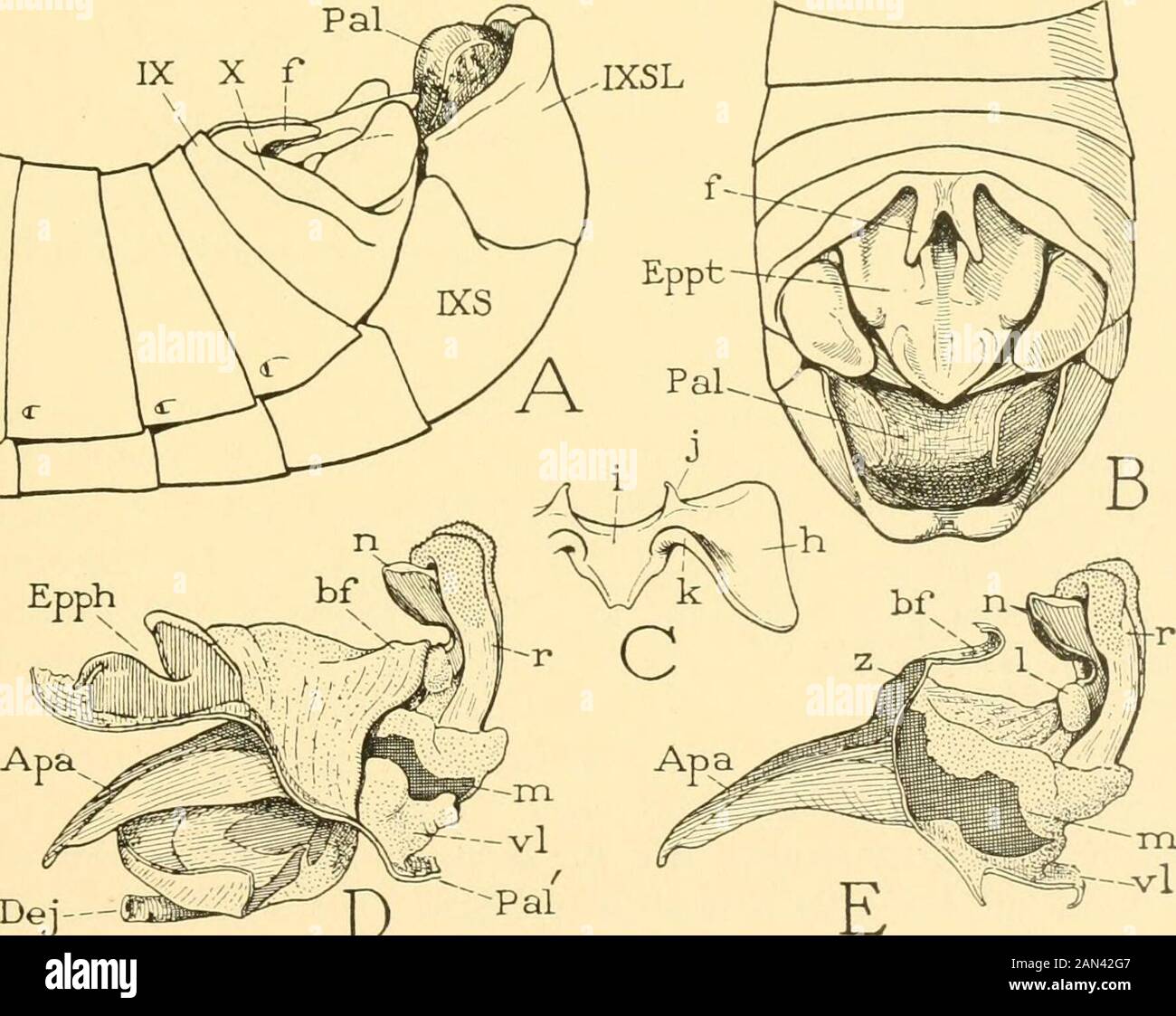Verschiedene Kollektionen von Smithsonian . Abb. YJmännliche