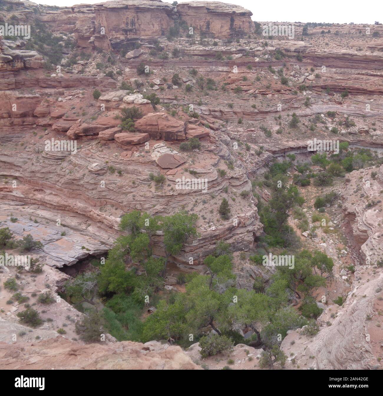 Frühsommer in Utah: Blick vom Big Spring Canyon Blick auf den Needles District im Canyonlands National Park Stockfoto