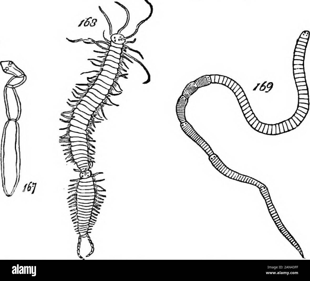 Die Prinzipien der Biologie . Abb. 167 haben wir eine Art, bei der die Anzahl der so vereinigten Segmente vier nicht überschreitet. InEchinohothrium typm gibt es acht oder zehn; und in Cestoiden DIE MOKFHOLOGICAL-ZUSAMMENSETZUNG DER TIERE. 95 im Allgemeinen sind sie zahlreich * ZWISCHEN dieser Integrationsphase und der Nexthigher-Phase, mit der wir uns treffen, tritt EIN beträchtlicher Hiatus auf; aber es ist nicht groß als der Hiatus zwischen den Tjrpes der Annuloida und der Annelida, die die beiden Phasen darstellen. Obwohl es zweifelhaft ist, ob die Trennung einzelner Segmente amongthe Annelida erfolgt, finden wir aber sehr oft Strin Stockfoto