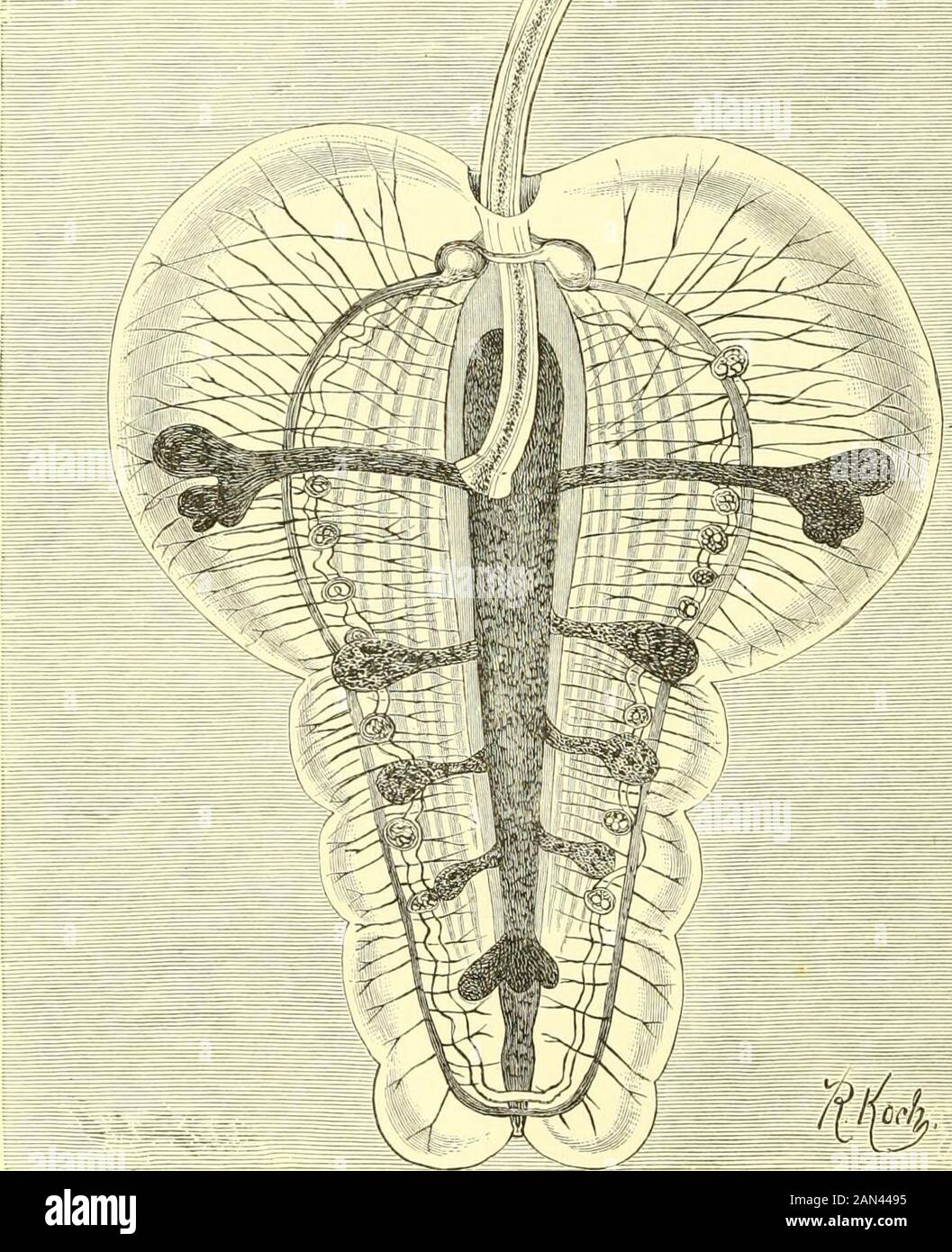 Die königliche Naturgeschichte . mit Saugern, Haken oder beiden, durch  Mäander, die der Wurm an den Wänden des Darms des von ihm befallen Wirtes  anhaftet, angenagelt. Das Nervensystem besteht aus einem Ganglion