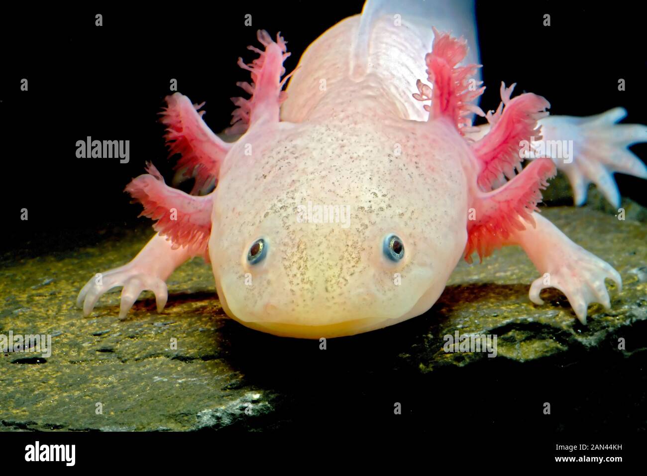 Axolotl, Amystoma mexicanum, bedrohte Arten, neotenische Arten, gefangen Stockfoto