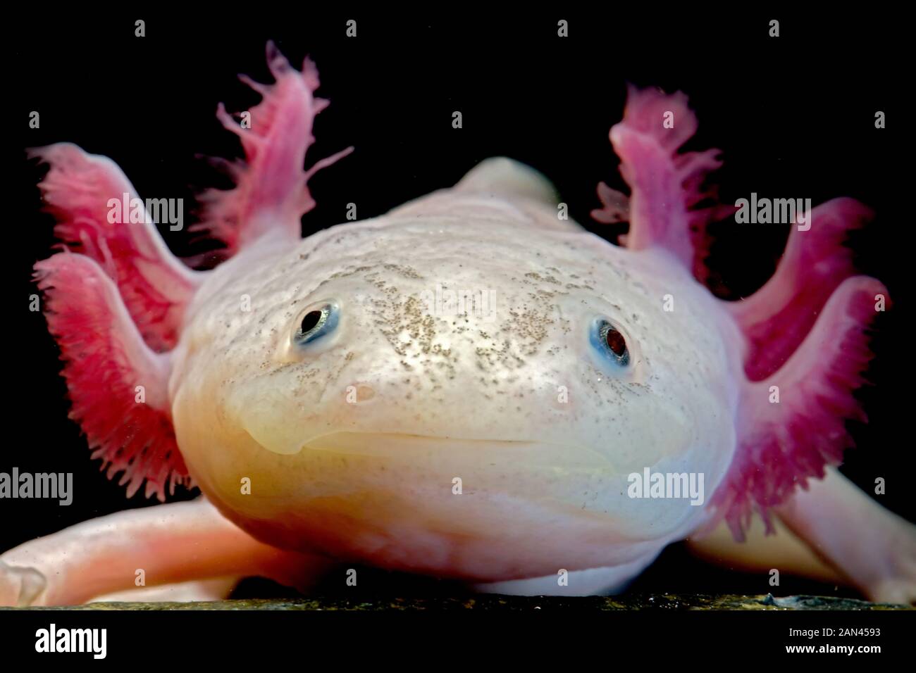 Axolotl Salamander Stockfotos Und Bilder Kaufen Alamy