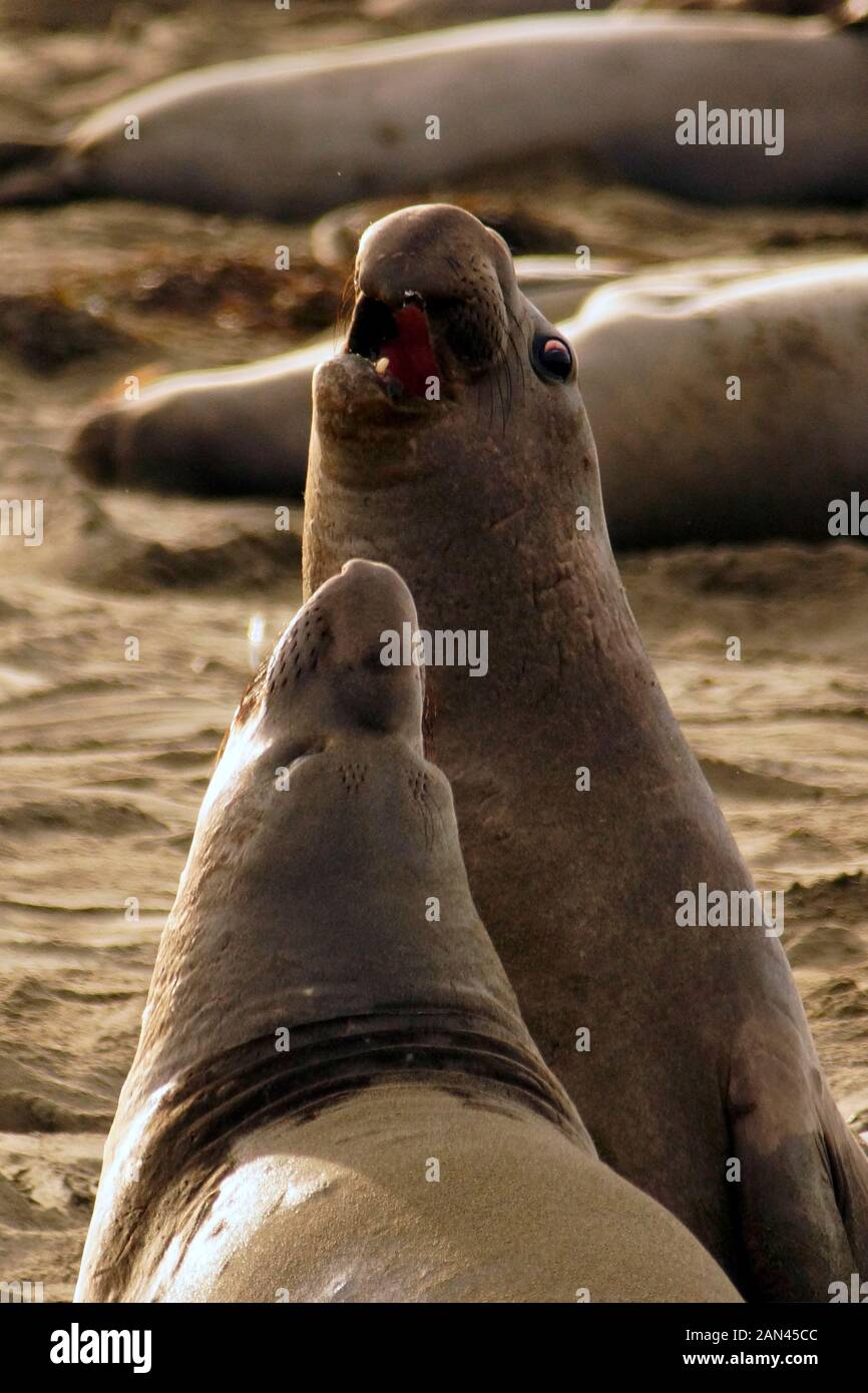 Northern Elephant, Seal Mirounga Angustrirostris, Kalifornien Stockfoto