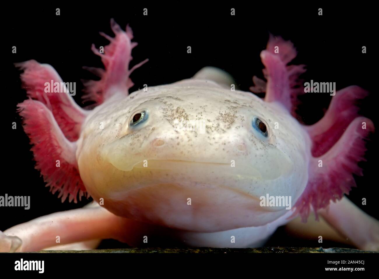 Axolotl, Amystoma mexicanum, bedrohte Arten, neotenische Arten, gefangen Stockfoto