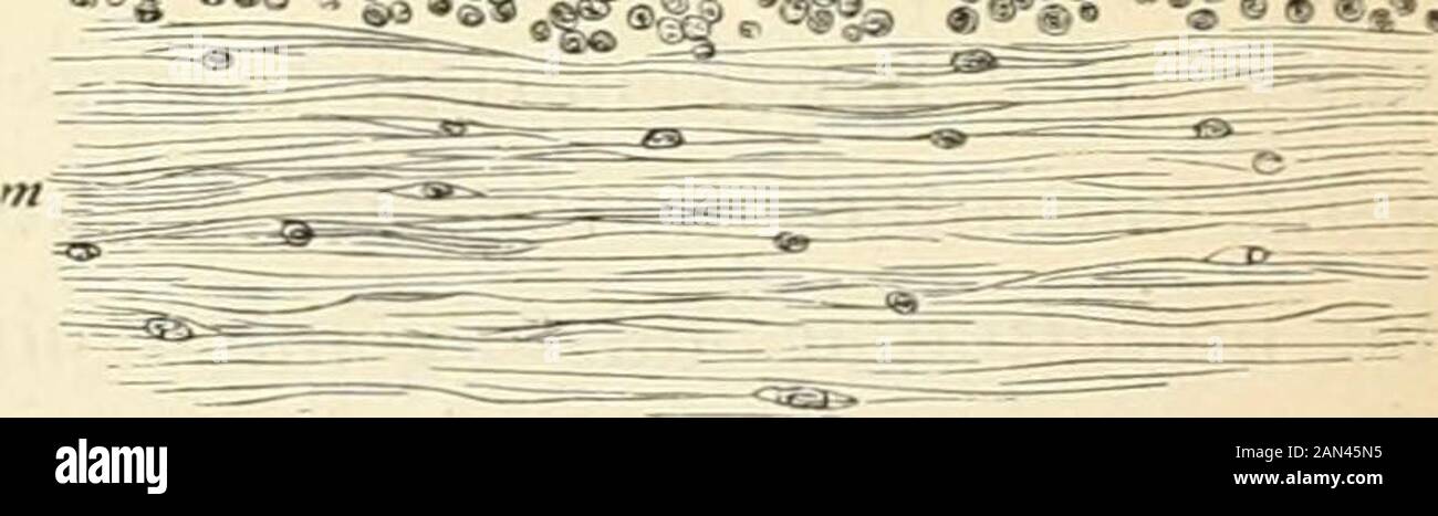 Grundzüge der physiologischen Psychologie . Abb. 59. Querschnitt aus der Rinde desmenschlachten Kleinhirns, nach Meynert./a ährerer Theil der gruen Schichte./ b innerer Theil derselben mit Spindel-zellen und Fasern. 2 Schichte der Pur-KiNjEschen Zellen. 3 Körnerschichte.m Marktliste. Archiv f. mikroskop. Anat. VI, 8.201. Henle und Merkel, Ztschr. F. Rat. Med. 3. R.XXIV, S. 49. Boll, Archiv f. Psychiatrie IV, S. 77. L; Dabei ist freilich die Lmbeugung der ähreren Zellenforschung noch nicht bestrittet.Hadlich .rchiv f. mikrosk. Anatomie VI, S. 196) und Obersteixer (Aug. Ztschr. F. Psy- 12S Verlauf d Stockfoto