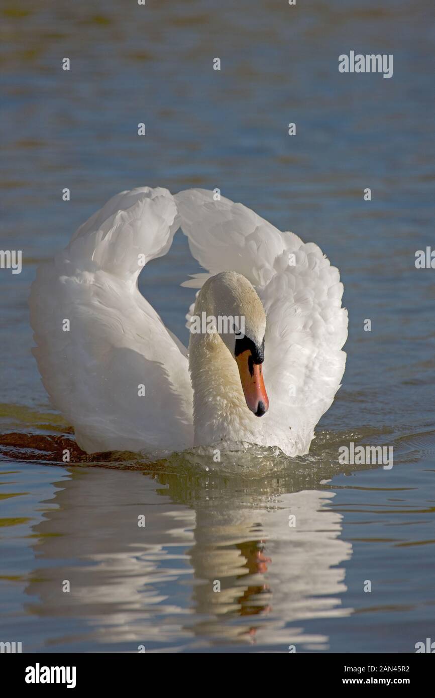 Mute Swan (Cygnus olor) - Busking - Erwachsene, wenn bedroht, nehmen eine markante aggressive Haltung an, die als Busking - Native to Eurasia - Eingeführt wird Stockfoto
