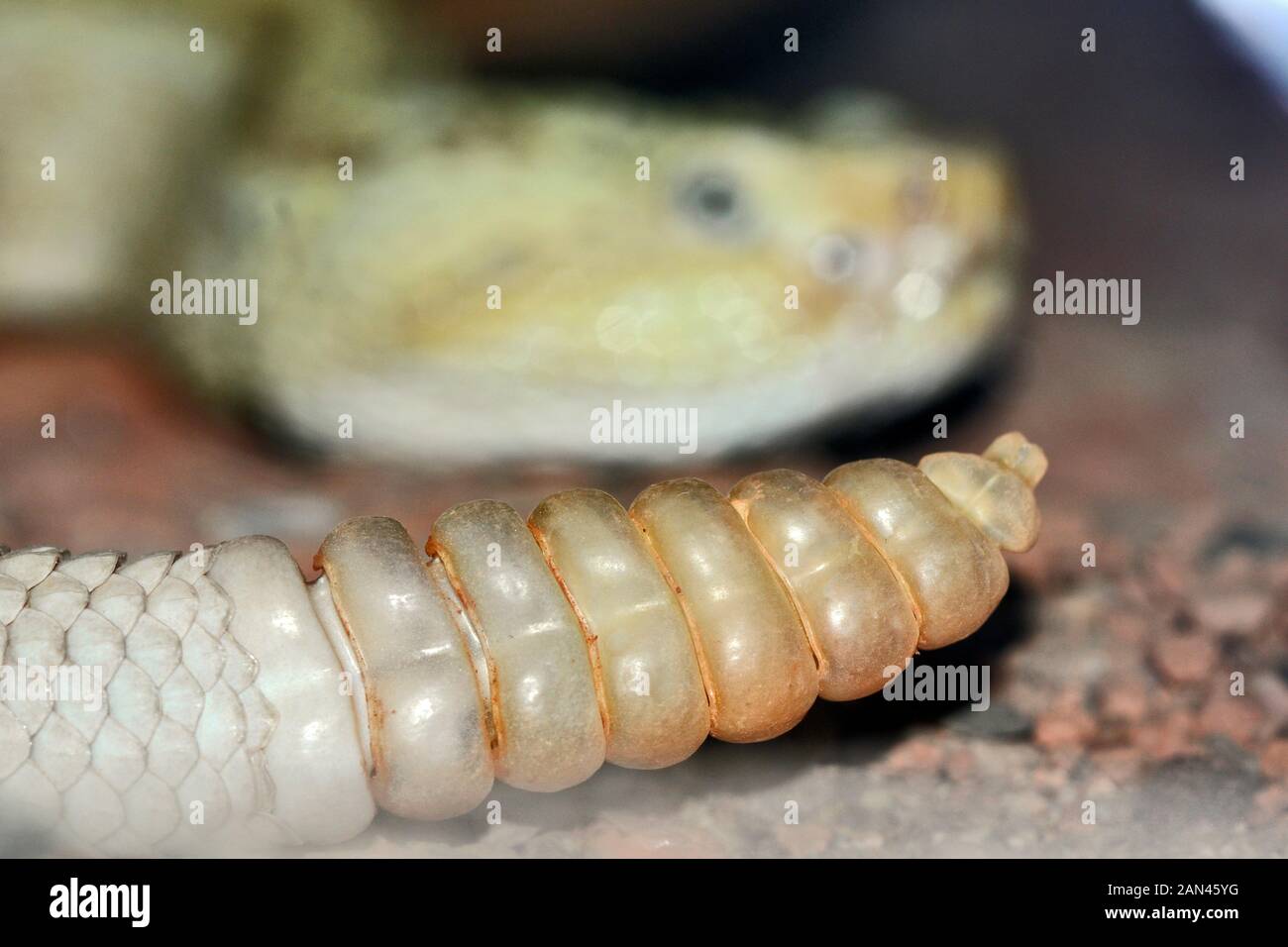Nahaufnahme von Klapperschlange, klappern. Die Rassel einer Klapperschlange ist ein hohler geändert. Sehr schnell bewegenden Muskeln in der Geschichte schütteln die hohle Skalen Stockfoto