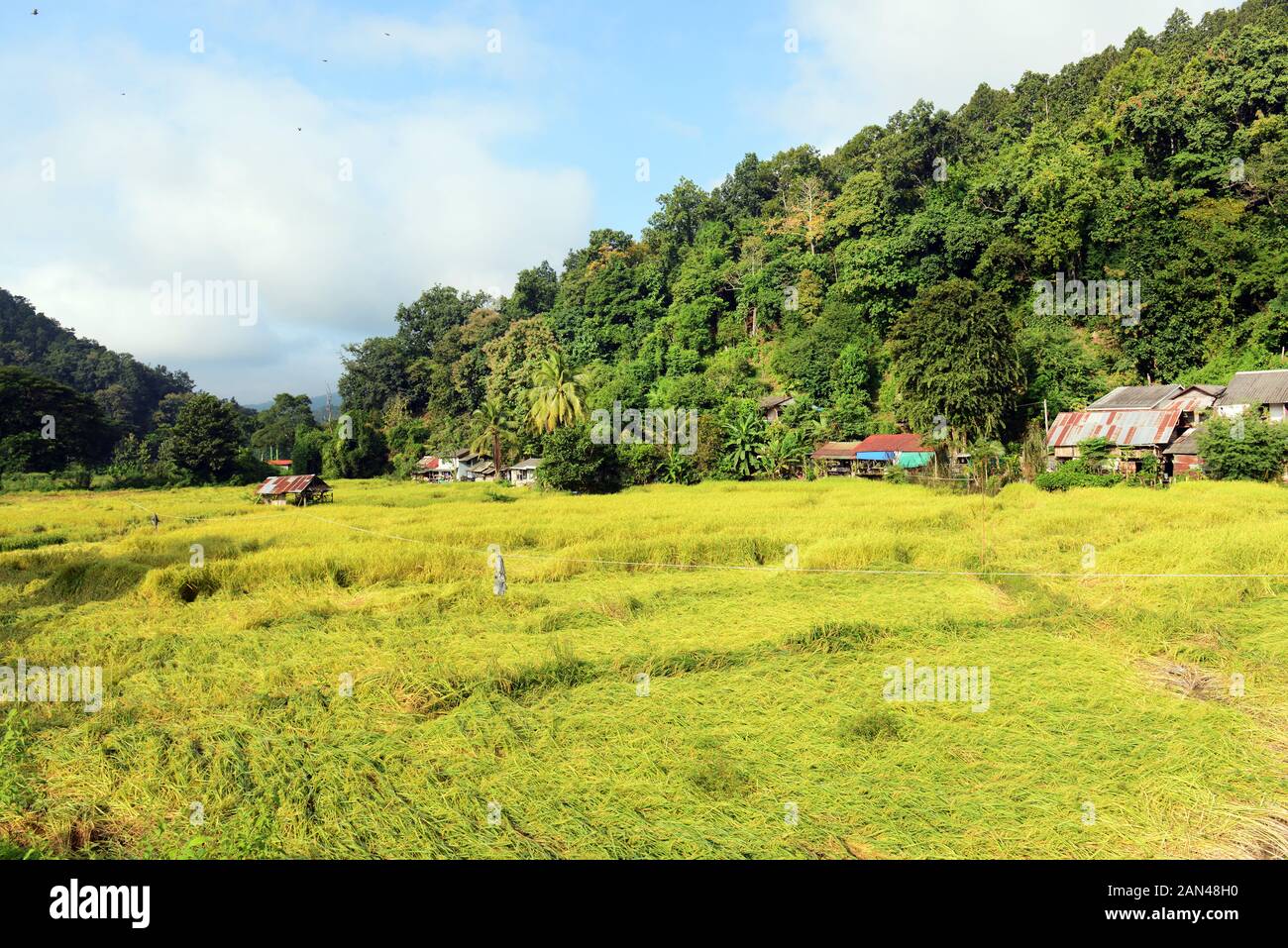 Paddy Ernte in der Nähe von Mae Hong Son, Thailand. Stockfoto