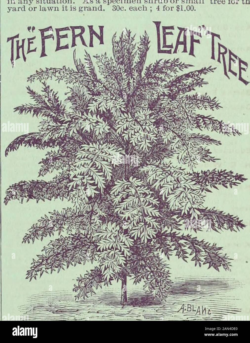 Childs seltene Blumen, Gemüse und Obst für das Jahr 1895. 28 Stockfoto