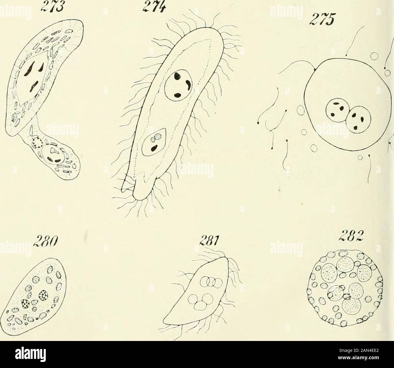 Opalina : seine Anatomie und Reproduktion, mit einer Dekription von Infektionsexperimenten und einer chronologischen Überprüfung der Literatur . 29Z Stockfoto