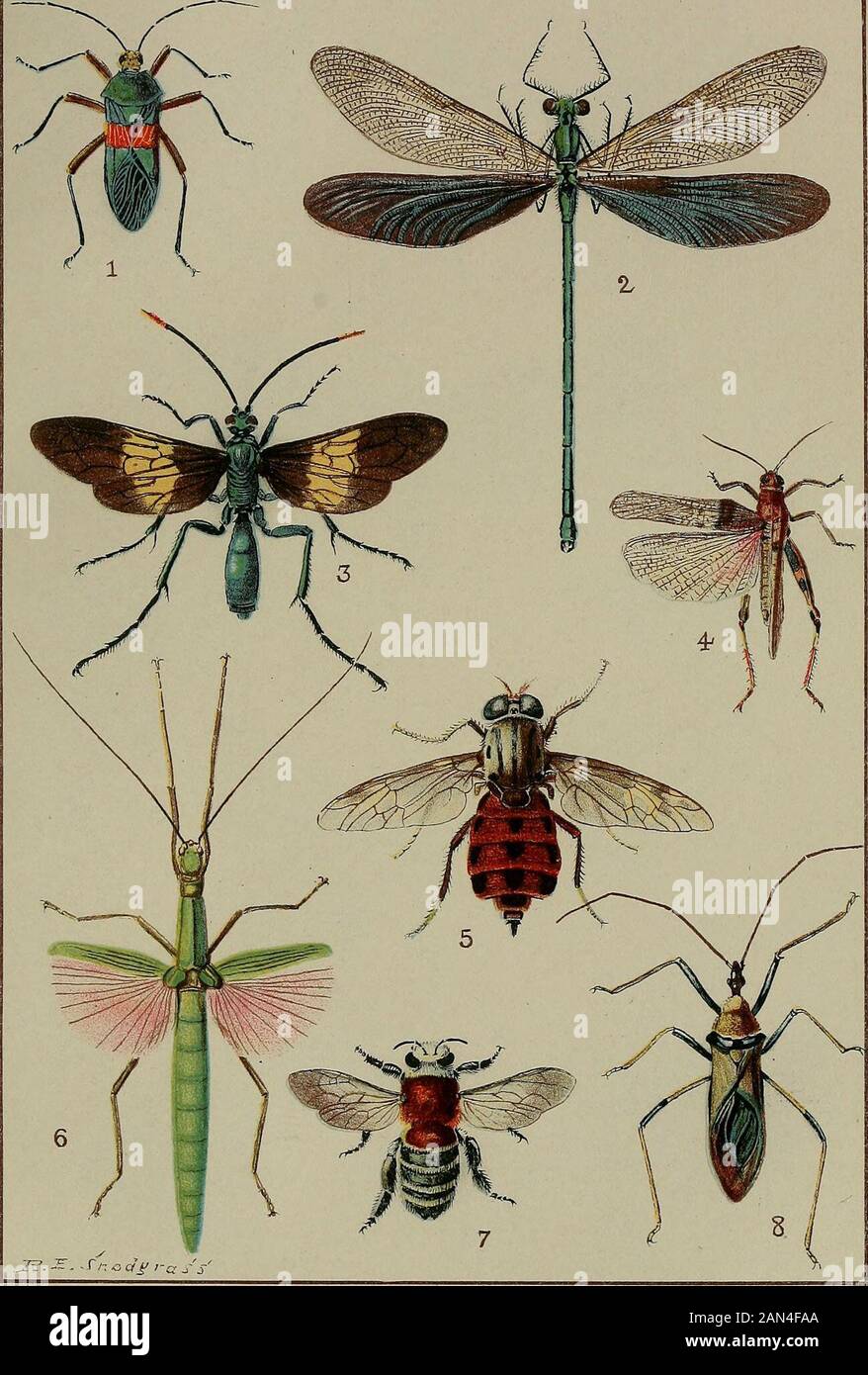 Jahresbericht des Vorstands der Smithsonian Institution . Eine Erläuterung finden Sie auf Seite 378. Smithsonian Report, 191.-Aid Rich. PLATTE 13.. J??. -£. - T/7 -3 q-j/ ,-c j-. Siehe Erläuterung Der Platten. Smithsonian Report, 191.-Aldrlch. PLATTE 14. Stockfoto