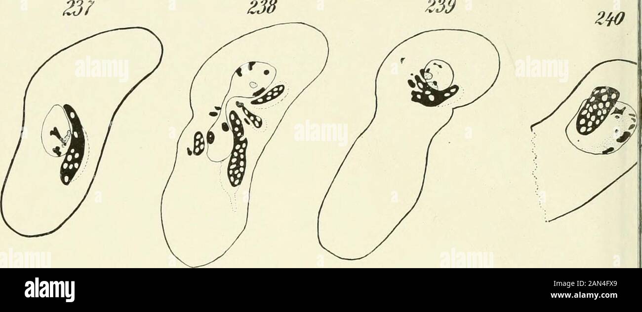 Opalina : seine Anatomie und Reproduktion, mit einer Dekription von Infektionsexperimenten und einer chronologischen Überprüfung der Literatur . i Fischer in Jena. Archiv für Frotistenkunde. Bd. XIII Z38 Z39. 2i5 Stockfoto