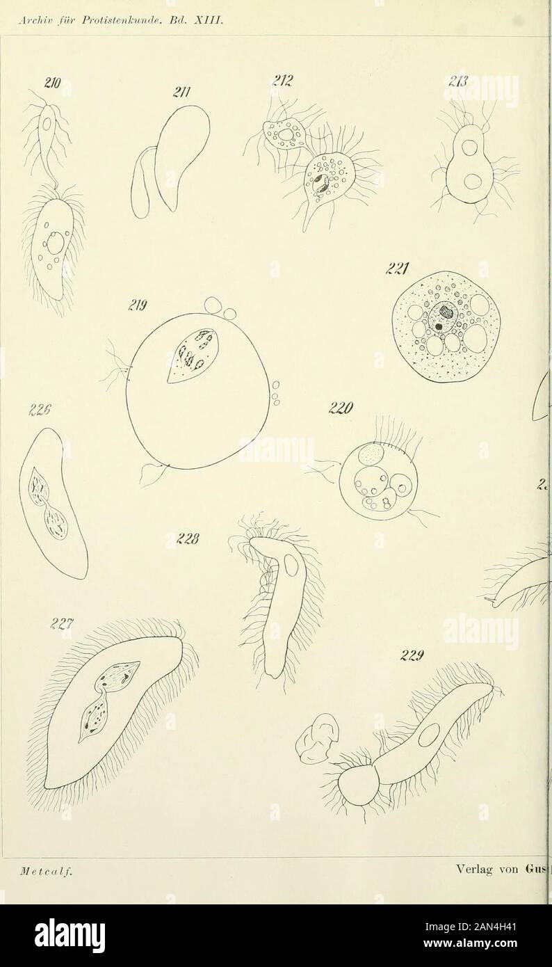 Opalina : seine Anatomie und Reproduktion, mit einer Dekription von Infektionsexperimenten und einer chronologischen Überprüfung der Literatur . Fischer in Jena. Archiv Fib Protistenkunde. Bd. XIIJ,. Met Kalb. Taf. 25. ^/&lt;- Stockfoto