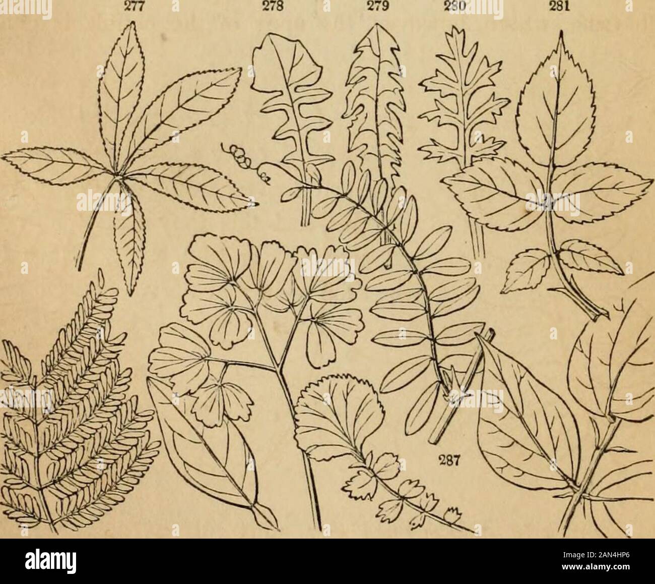 Einführung in die strukturelle und systematische Botanik und Pflanzenphysiologie: Als 5. Und Neufassung des Botanischen Textbuchs, illustriert mit über dreizehnhundert Holzschnitten . oder, wenn morestlich gekerbt, Ernarginat (Abb. 273) : ein Obovat-Blatt mit breiterer und auffälliger Kerbe am Apex wird als Obokordate bezeichnet(Abb. 274), wobei es sich um ein kordförmiges oder herzförmiges Blatt umgedreht ist. Wenn der Apex gleichermal von einer geraden Querlinie abgeschnitten ist, soll der Blattstich abgeschnitten sein (Abb. 271): Wenn es durch einen kleinen und einen schlanken vorspringenden Punkt abrupt beendet wird, ist es mucronat (Abb. 276): Mit einem bespitzelt Stockfoto