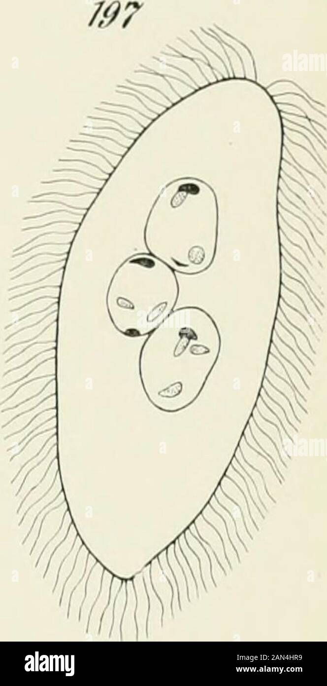 Opalina : seine Anatomie und Reproduktion, mit einer Dekription von Infektionsexperimenten und einer chronologischen Überprüfung der Literatur . ^3. Stockfoto