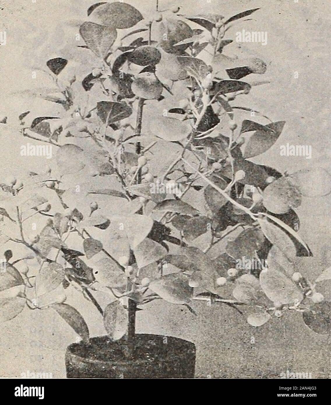 Dreer's Wholesale Preisliste 1906: Birnen Pflanzen würzbare Blumensamen und Gemüsesamen Grassamen Dünger, Werkzeuge usw. CIBOTIUM SCHIEDKI HENRY A. DREER, Philadelphia, Fa, Ficus lutescens ( Mistletoe Fig.) Ficus Repens. Starke 3-Zoll-Töpfe, 1,25 US-Dollar pro doz.; 8,00 US-Dollar pro 100. Ficus ElastiCR. (Gummifabrik.) EINE schöne Menge starker 4-Zoll-Töpfe, 10 bis 12 Zoll hoch. 3,50 US-Dollar pro doz.; 25,00 US-Dollar pro 100. Ficus Lutescens, Die Mistletoe-Fig- oder Gummifabrik. Eine neue Spezies, die aufgrund ihrer fruchtenden Frucht-Qualitäten besonders interessant ist, trägt sie an jeder Blattachse einen kleinen Feigenschap Stockfoto