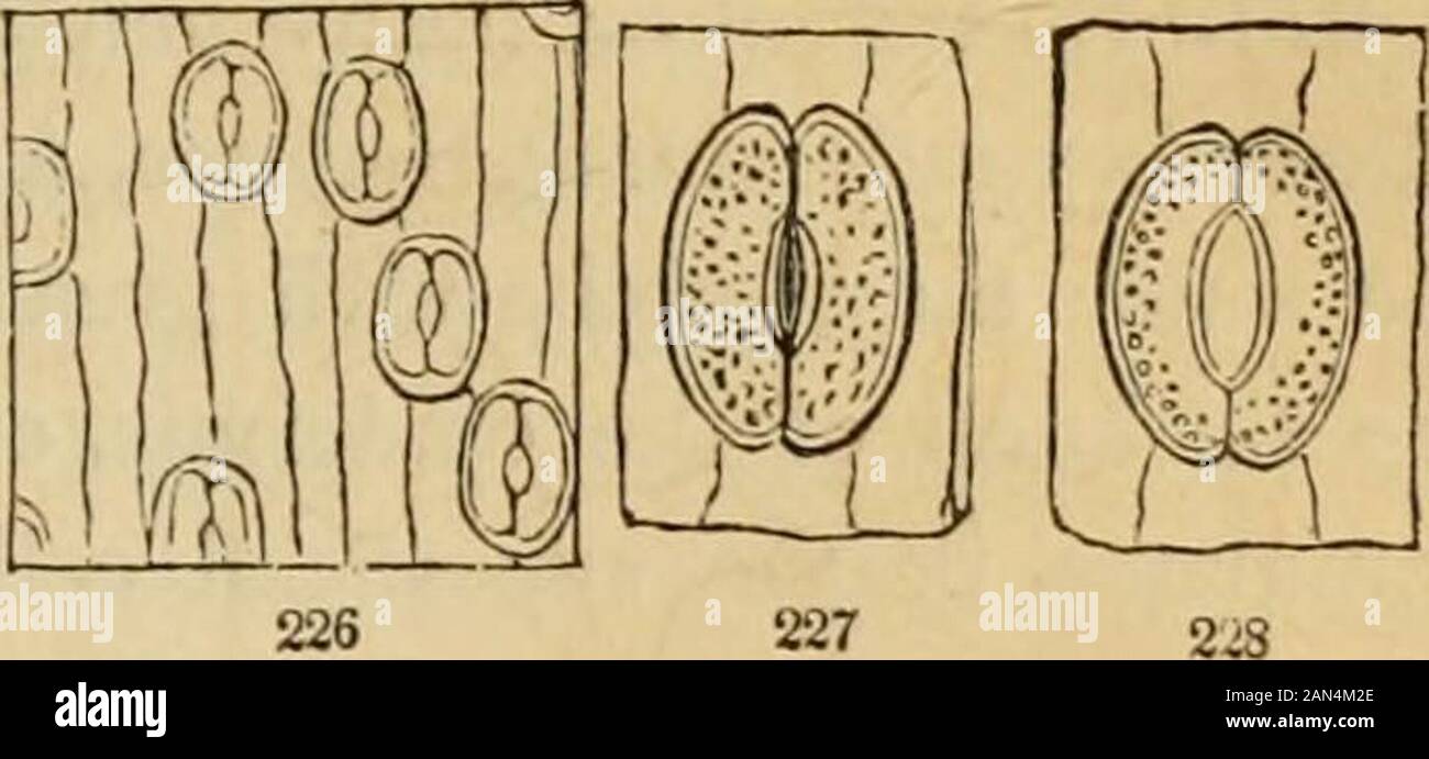 Einführung in die strukturelle und systematische Botanik und Pflanzenphysiologie: Als 5. Und Revedof des Botanischen Textbuches, illustriert mit über dreizehnhundert Holzschnitten . die Blende. Der Mechanismus der Öffnung und Schließung von sto-Mata wurde kürzlich von Mohl (in Bot. Zeitung für 1856, S. 697,- eine Zusammenfassung der Memoiren gibt C. F. Stone in Amer. Journal of Sci-ence für März, 1857), - und diese Fakten verifiziert. Der eigenartige Wechsel der Hüterzellen in Form scheint nicht ganz anfällig für mechanische Erklärungen und wird teilweise kontrolliert (wie andere Gemüsemotänke Stockfoto