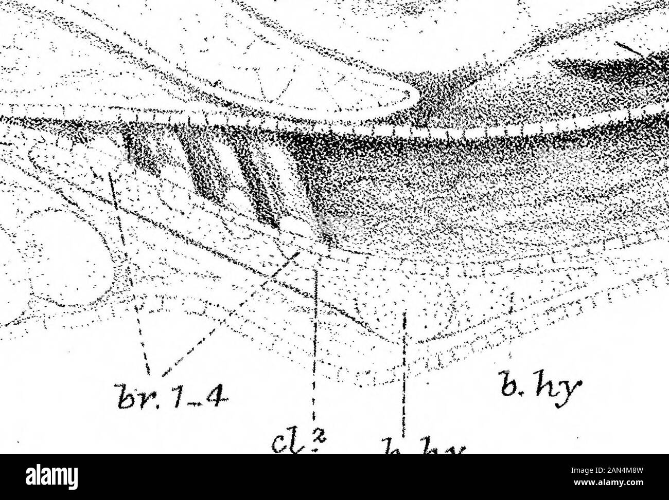 Über die Entwicklung der Schädel in Lepidosteus osseus . Wi- fe - ^ •fni!""&lt;: C3 TTC... Cl? -?rYhn, rx fa-.Hy "te sffW Rfe 5^^^^^P!P^^?S"s-*&lt;:TS" i* i& 1 W"SS"WM! * X;. For. 7-4- K.hy 11 V i ct- M- Stockfoto