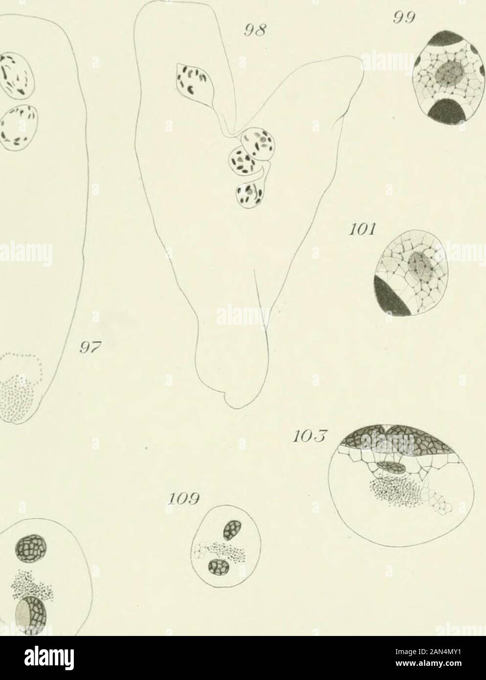 Opalina: seine Anatomie und Reproduktion, mit einer Beschreibung der Infektion Experimente und ein chronologischer Überblick über die Literatur. Metcalf. HJ, S. 11.5/^A110 Stockfoto