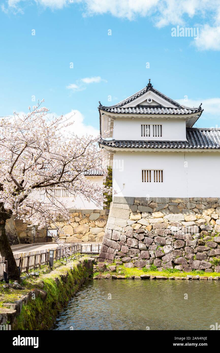 Gasthof schloss mit Frühling Kirschblüten in Shiga, Japan Stockfoto