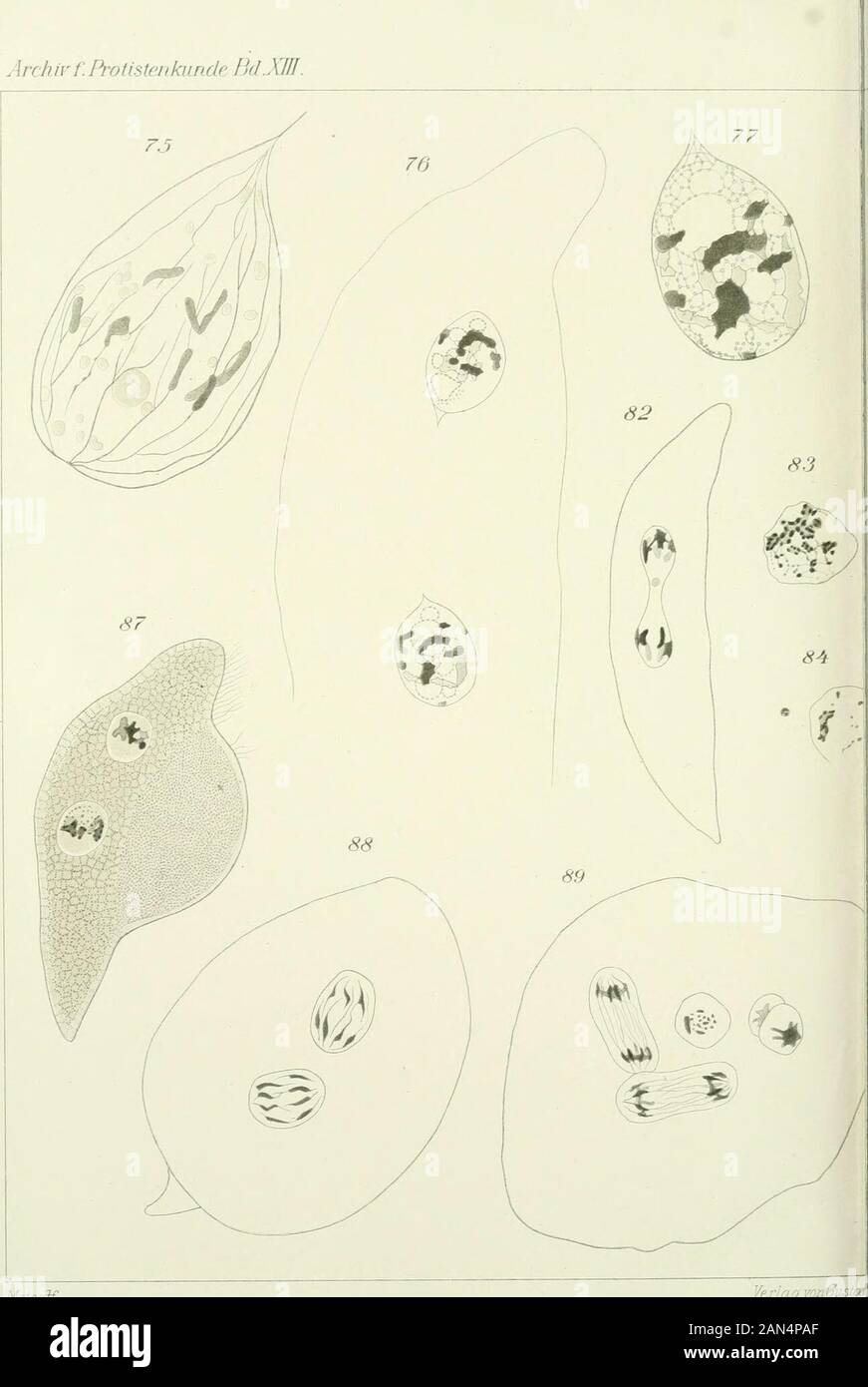 Opalina: seine Anatomie und Reproduktion, mit einer Beschreibung der Infektion Experimente und ein chronologischer Überblick über die Literatur. 69 M i 3^^:-: 4^^:^-h ff Vzrlacf vonGiv.:/;//:/.y.ti.j 66 67 ^ ^-^ kJ 74-h a*r1 72 m73?t; J&gt; y LithAnsty. A. Giltsck, Jc Archivf. Protistenkiinde FSdJGlJ.. Metco^- rairjo. Stockfoto