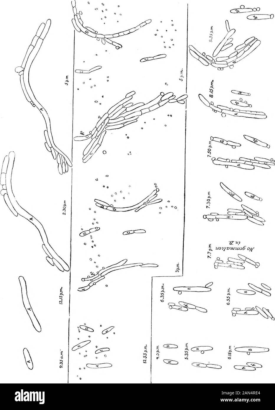 Morphologische Studien im Life-Histories von Bakterien. X 1500. (Ausgewählter Arten.) HorL Roy. Soc, Proc,^i&gt;, voL 89, Platte 20.. A B C ^^J rA-T^C -----&gt;-L?^^ v&gt; f^-* "^u.^^^^^^ • j-y^V^v&gt;/^s* ^.^ Abb. 2.-li. coli communis. Saure Brühe +20 bis phen. mit Brühe sub Mixed-culturefrom gleich. Stockfoto