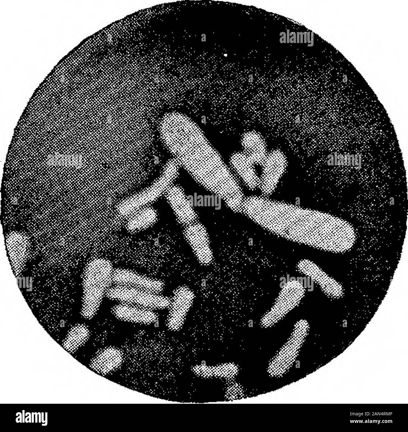 Morphologische Studien im Life-Histories von Bakterien. X 1500. (Ausgewählter Arten.) HorL Roy. Soc, Proc,^i&gt;, voL 89, Platte 20. Stockfoto