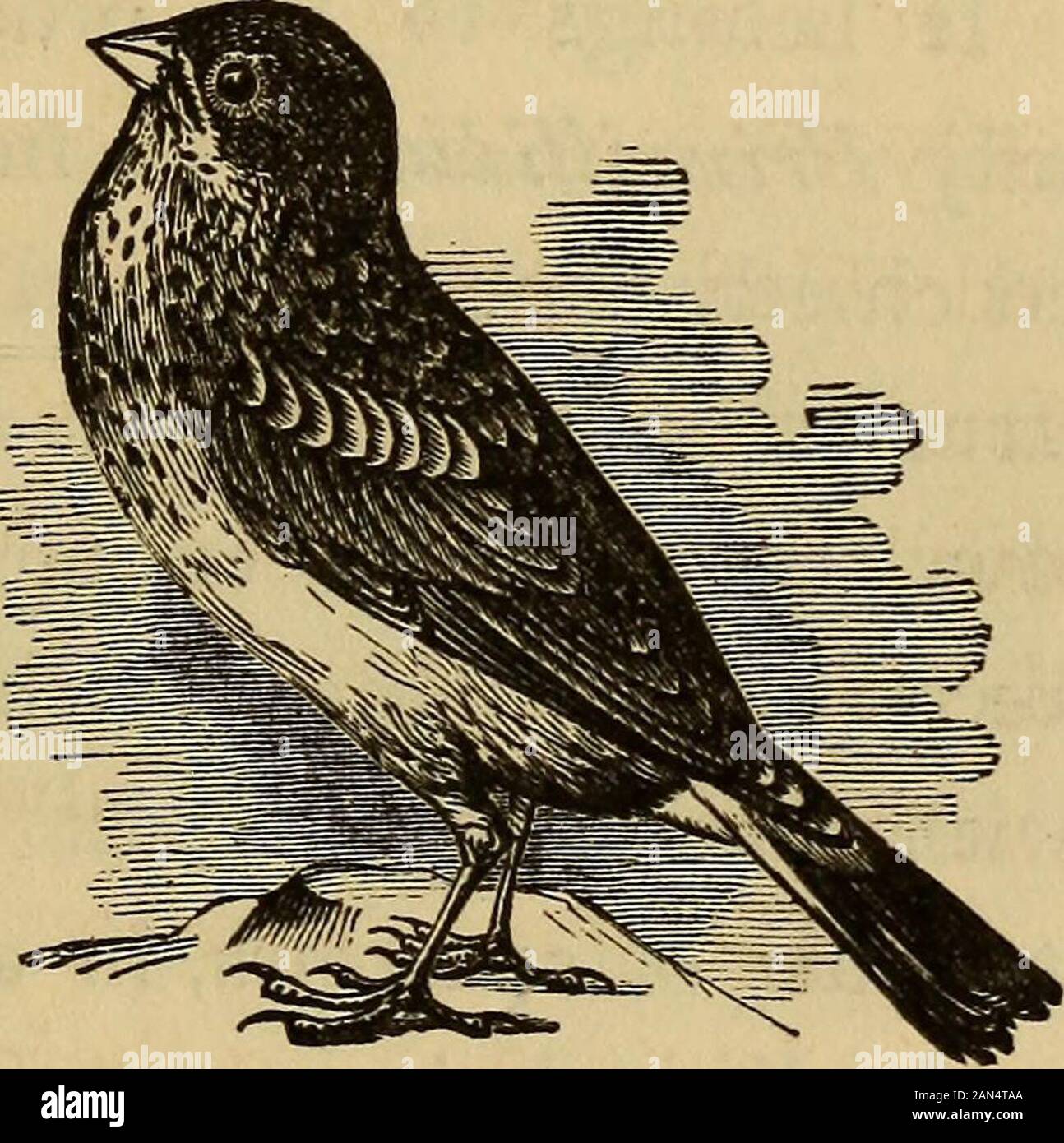 Vier Füße, Flügel, und Flossen. Luft selbst, sondern Nahrung, die immer Insekten zu suchen. Sie saugen diese intotheir Kehlen während auf den Flügel. Auch ich habe im sehen Sie unten ein Schornstein pass beenamused. Wo es keinen Schornstein ist, Sie immer ahollow Baum wählen, aber sie ziehen es vor, Schornsteine, weil thesides eine bessere Grundlage für ihre Nester bilden,die sich von kleinen Sticks miteinander verklebt mit thebird s Speichel und eine Art von klebrigen Zeug abgesondert intwo Drüsen an den Seiten des Kopfes an. Diese neststhey befestigen Sie sie an der Seite der Kamin Wand. Außerdem sind sie dann von Birds-of-Prey sicher sind. Über Theylay Stockfoto