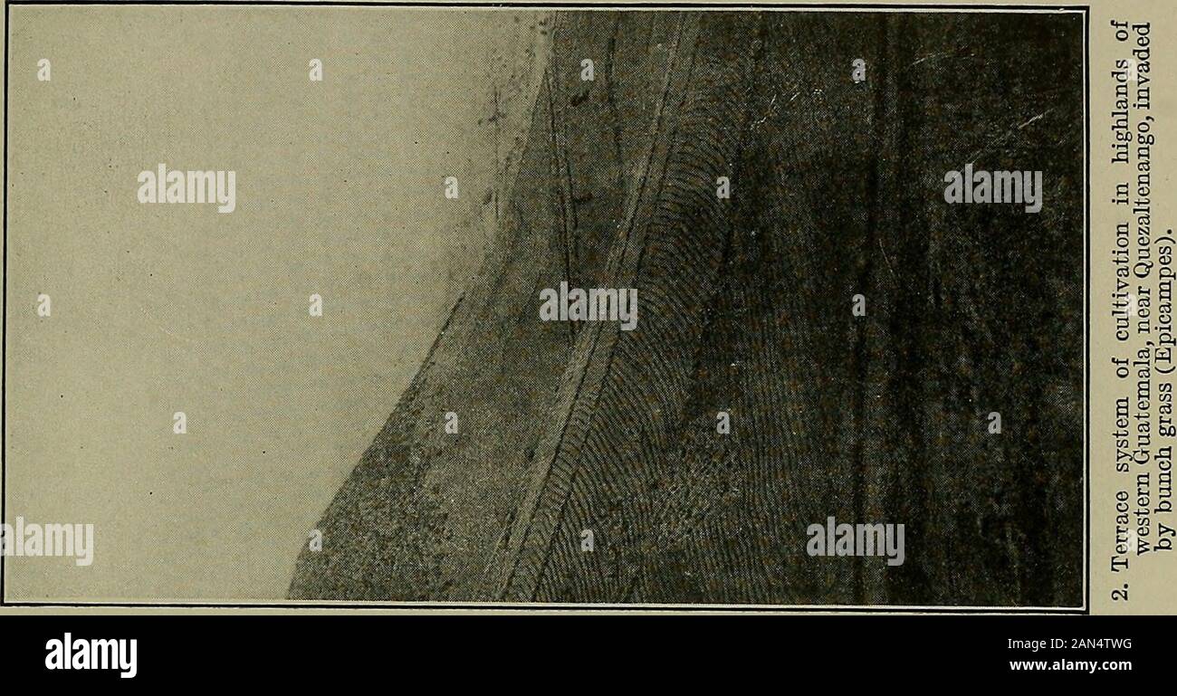 Jahresbericht des Verwaltungsrats der Smithsonian Institution. 2. Teilweise aufgeforstet Grünland, von Alta Vera Paz. Guatemala, Hänge auf der rechten und auf der Rückseite - Masse mit offenen Wucherungen von Kiefer, auf der linken Seite eine kleine Wasserrinne im Schatten von Byrsonima undandere Laubbäumen.. Stockfoto