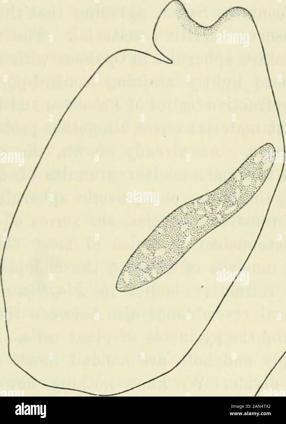 Opalina: seine Anatomie und Reproduktion, mit einer Beschreibung der Infektion Experimente und ein chronologischer Überblick über die Literatur. ion, aber es deutet darauf hin, dass die Substanz des Chromatins Kügelchen seinen Weg in die endoplasmicspherules finden. Dieses, gerendert wird, noch wahrscheinlicher durch die Tatsache in mentionedthat Hoplitophrya scheinbar ähnlichen refraktive Kügelchen ergeben sich inder macronucleus und in die verstreuten Gruppen von macronuclear gra-nules, wenn die macronucleus Fragmente, Eefractive Kügelchen etwas vergleichbar mit denen in der endo-sarc von Opalina sind nicht selten unter den Ciliata, Nydotherus Stockfoto