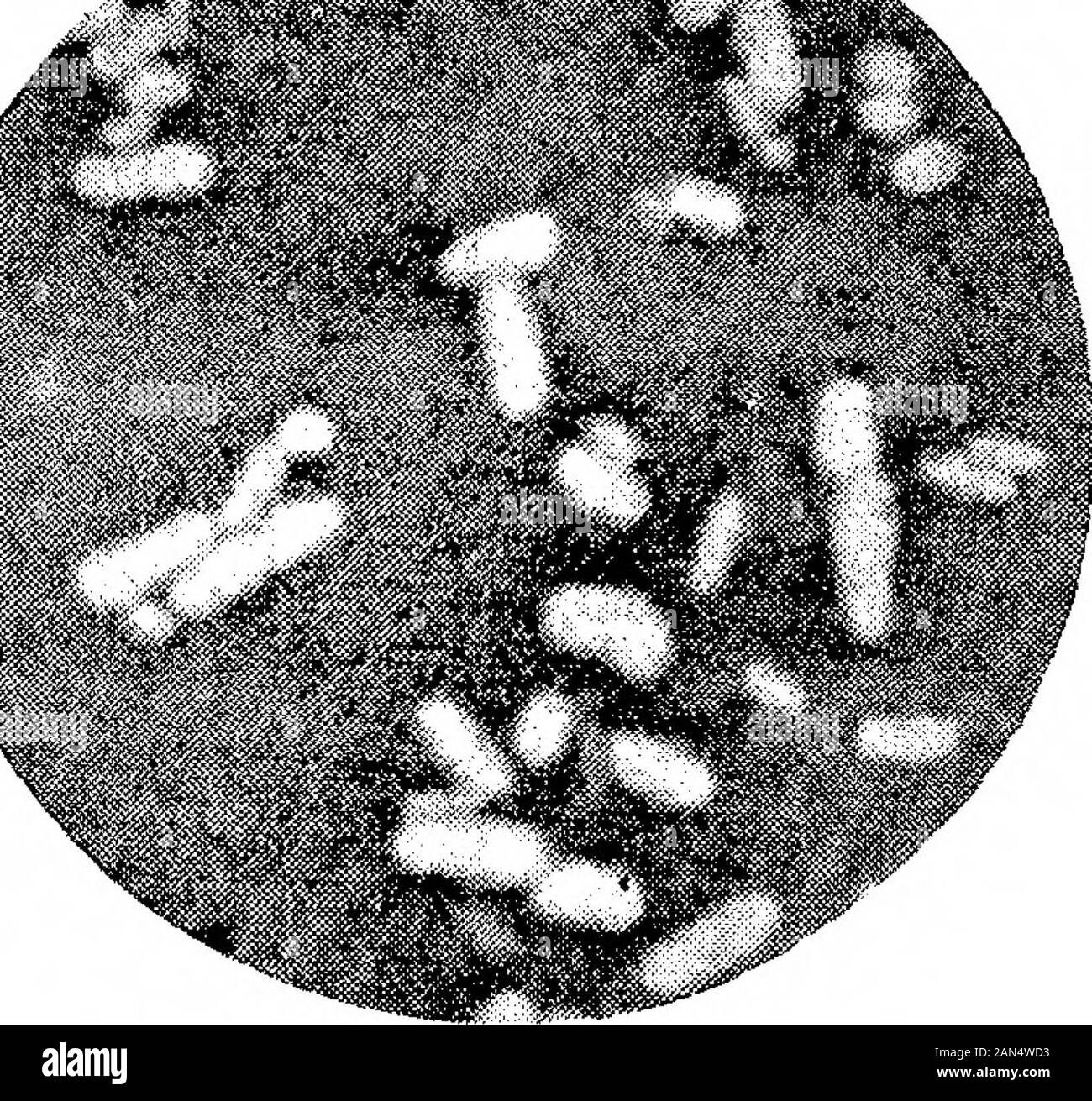 Morphologische Studien im Life-Histories von Bakterien. ^. Shiga-Kmse. X 1500. (ausgewählter Arten.) Hort. Roy, Soc. Proc, B, Vol. 89, Platte 19. /* K^? § 0 - Ein!* 4. AUF. Stockfoto