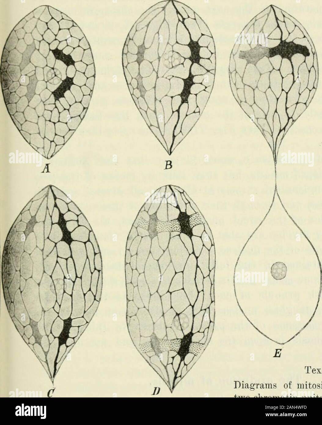 Opalina: seine Anatomie und Reproduktion, mit einer Beschreibung der Infektion Experimente und ein chronologischer Überblick über die Literatur. eing verbunden toform ein Netzwerk gerade unter der Kernmembran; und wir havealso gesehen, dass einige der Fasern des Netzes zu thenuclear Membran für jedes der beiden Pole der Kern befestigt sind. Thisattachment der Fasern ist sehr deutlich zu sehen, wenn die Spindel iswell entwickelt. Die Art und Weise, in der die Kern schnürt in eachmitosis, bis die Membran am Äquator des Nukleus pinchesand die Fasern der Spindel hält, erklärt die Tatsache, dass thesefi Stockfoto