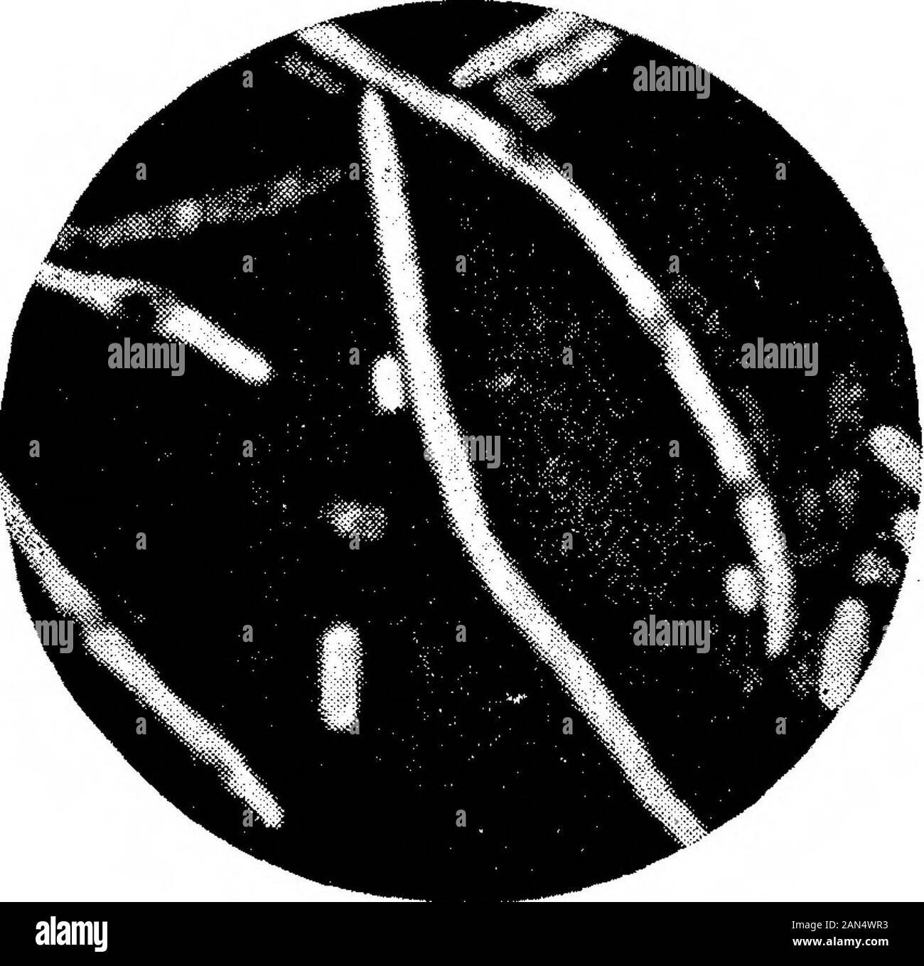 Morphologische Studien im Life-Histories von Bakterien. ^. Shiga-Kmse. X 1500. (ausgewählter Arten.) Hort. Roy, Soc. Proc, B, Vol. 89, Platte 19. /* K^? § 0 - Ein!* 4. AUF. Stockfoto