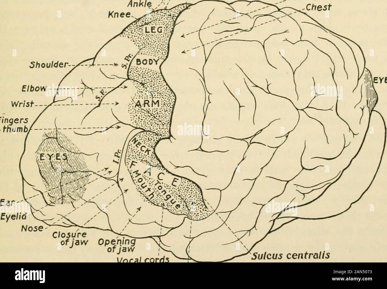 Physiologie und Biochemie in der modernen Medizin. yrequire höhere kortikale Repräsentation als die gröberen movementsof der großen Masse von Muskelgewebe der Amtsleitung. Die Zentren extendsomewhat auf den Mesialen Aspekt des Gehirns, sondern hier nur ein CKRLBRAL LOKALISIERUNG 847 sehr kleiner Teil der oberflächlichen graue Materie beschäftigen. Sie erweitern auch inden Riss des Rolando und die anderen Spalten, und der Umfang der Ex-zitierfähig, der damit in den Fissuren begraben liegt, darf die freie Oberfläche der Hemisphären Thaton. Es wird festgestellt, dass es zwei Zentren für die Bewegungen von t Stockfoto