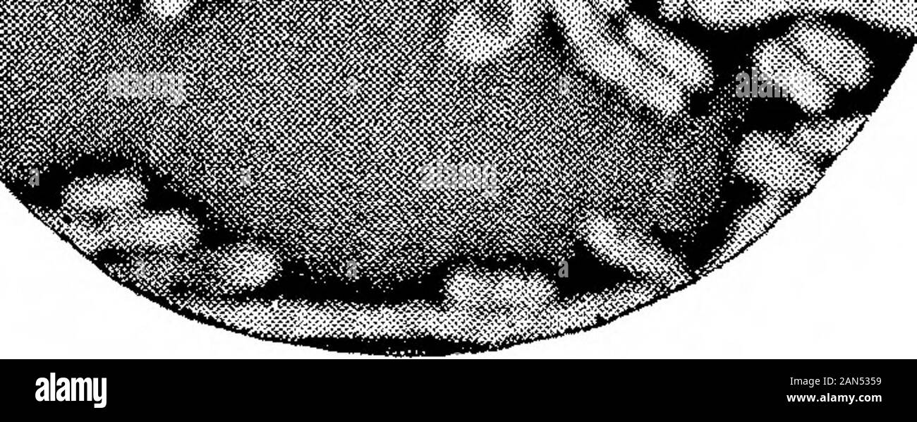 Morphologische Studien im Life-Histories von Bakterien. B. Coli Commwiis. X 1500. (ausgewählter Arten.) Hort. Roy. Soc. Proc, B, Vol. 89, Platte 18. &Lt;s. ? = 1 Stockfoto