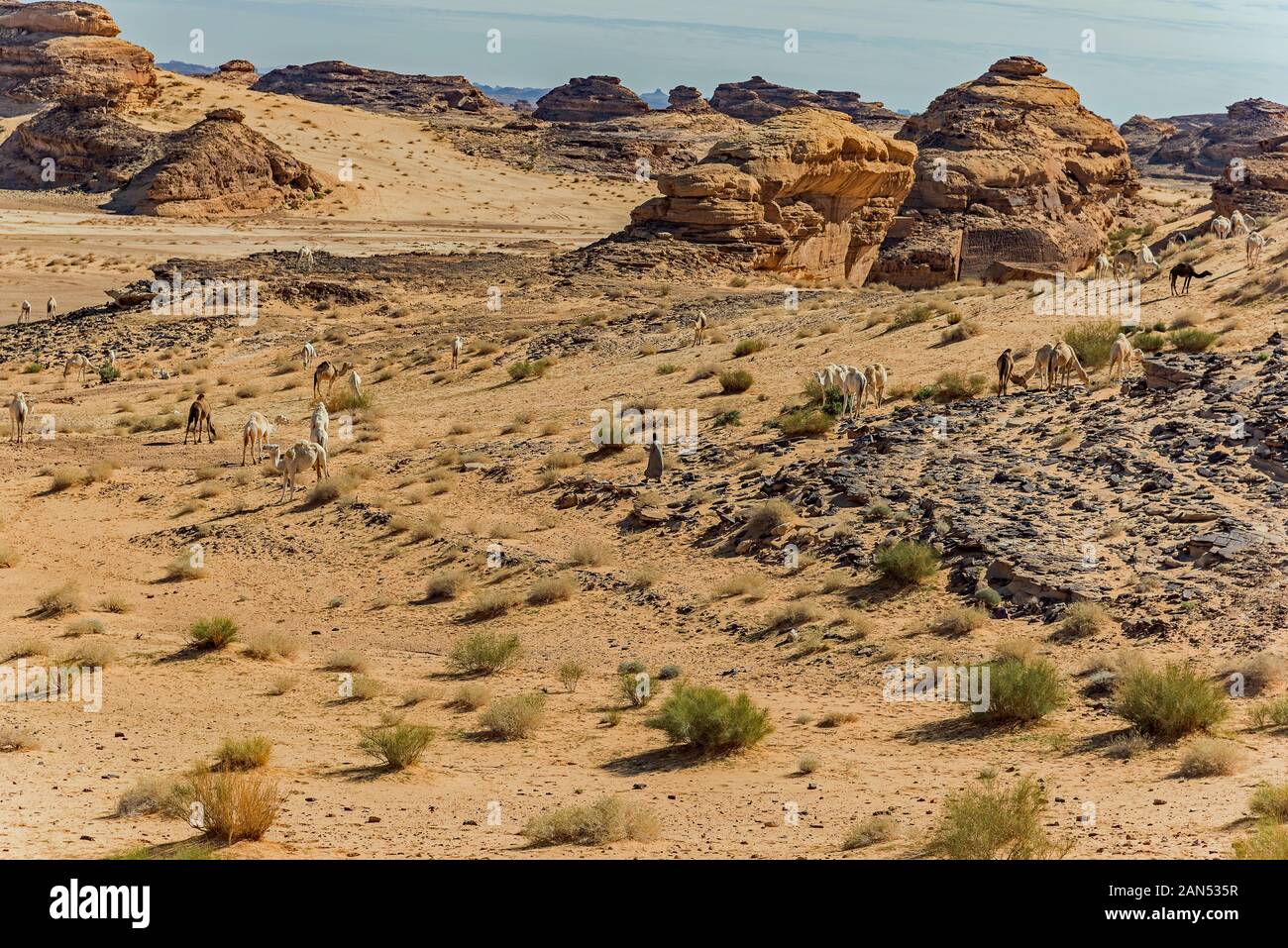 Kamelherd-Szene in der Wüste Stockfoto