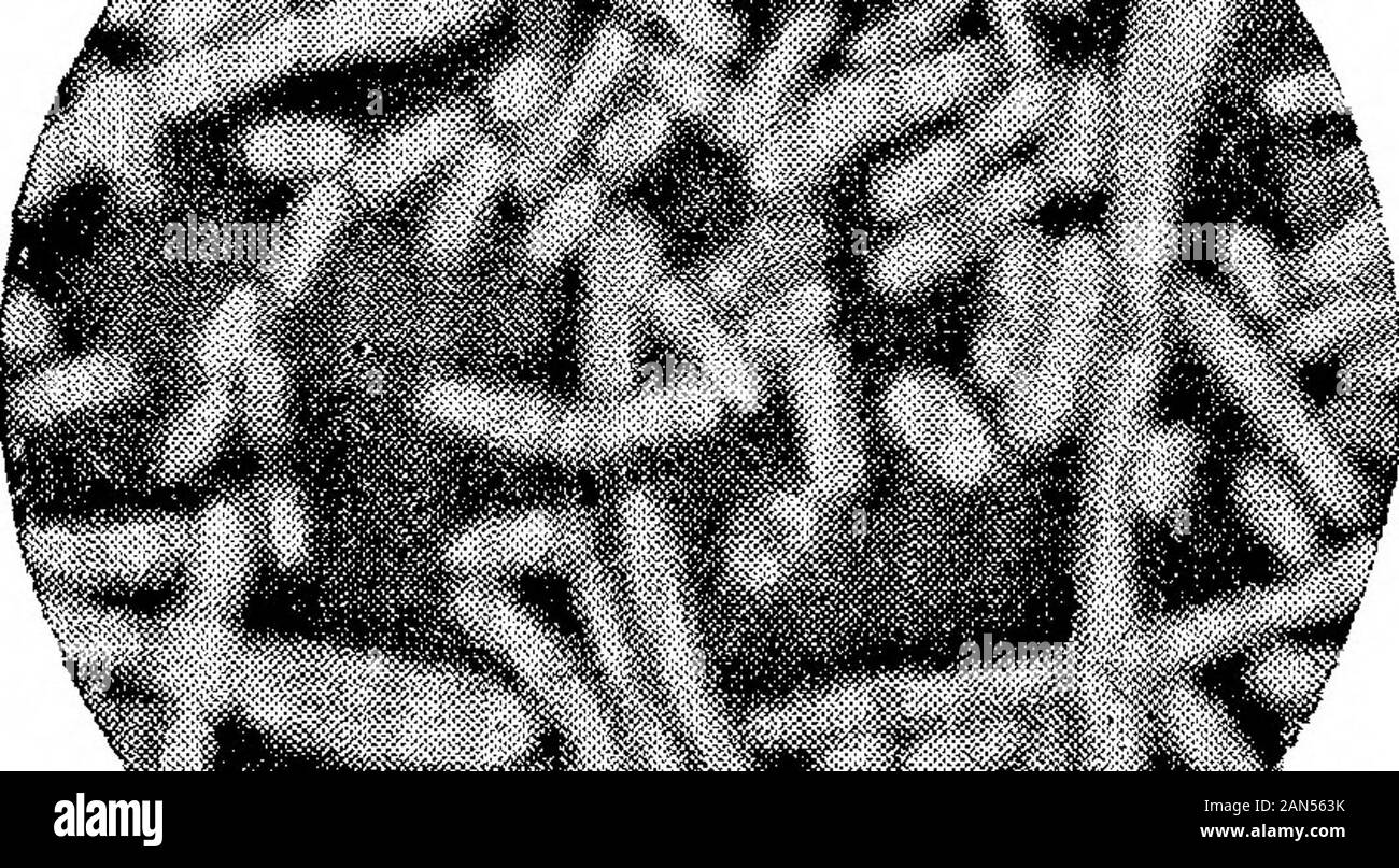 Morphologische Studien im Life-Histories von Bakterien. ; Li ^&gt; -*: 4^ * ** - 4 t "i^J^ Ich *. y. &Gt;? • - •^^" *r. ,.. K jJPWf -.- Ich. &Gt; h. .. I V J J 3. Shiga-Kritse. X 1500. (ausgewählter Arten.) Hort. Roy, Soc. Proc, B, Vol. 89, Platte 17. f4*-ii ^. te^^ feV */. ? Stockfoto