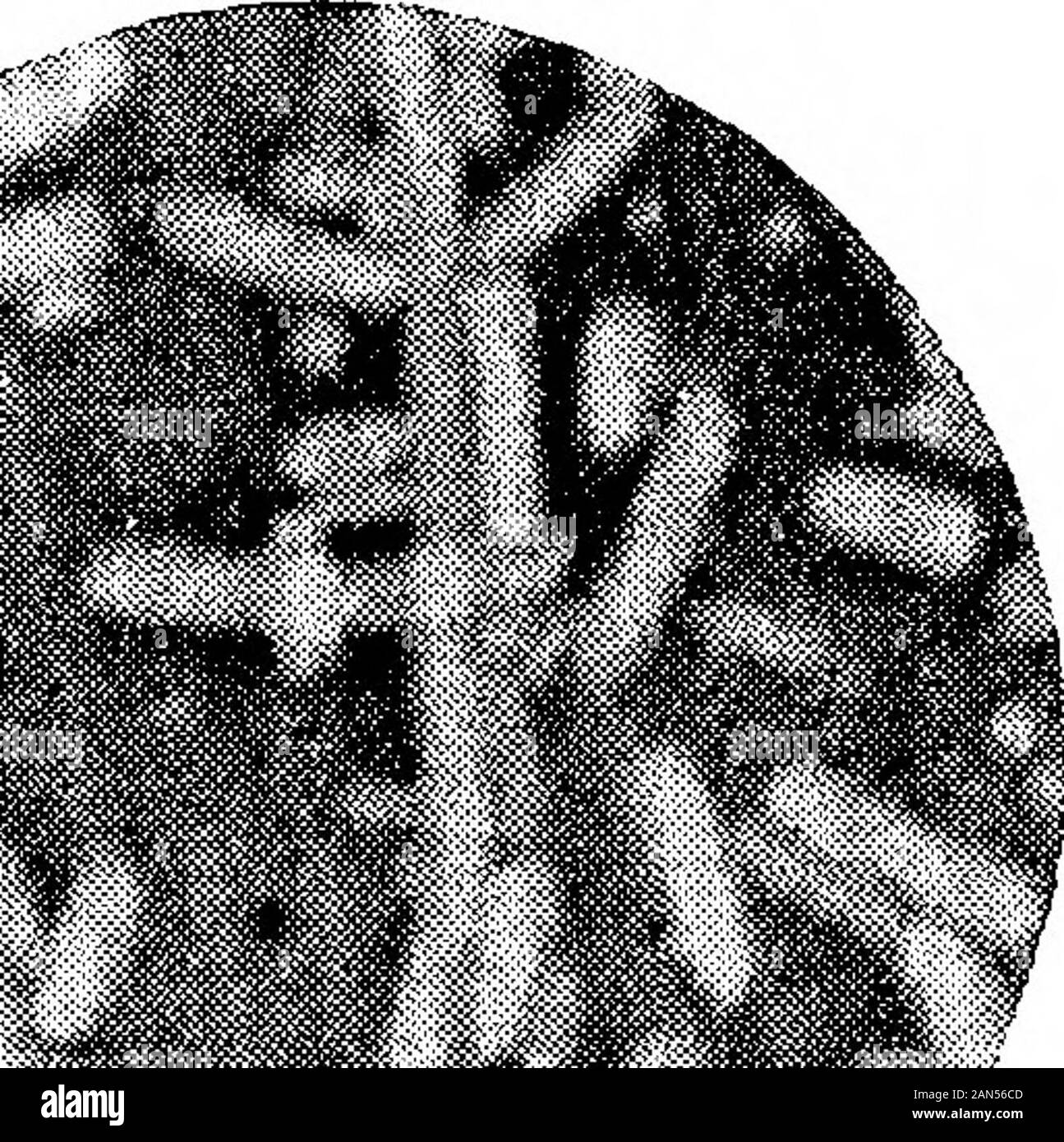 Morphologische Studien im Life-Histories von Bakterien. ; Li ^&gt; -*: 4^ * ** - 4 t "i^J^ Ich *. y. &Gt;? • - •^^" *r. ,.. K jJPWf -.- Ich. &Gt; h. .. I V J J 3. Shiga-Kritse. X 1500. (ausgewählter Arten.) Hort. Roy, Soc. Proc, B, Vol. 89, Platte 17. f4* - II^ Stockfoto